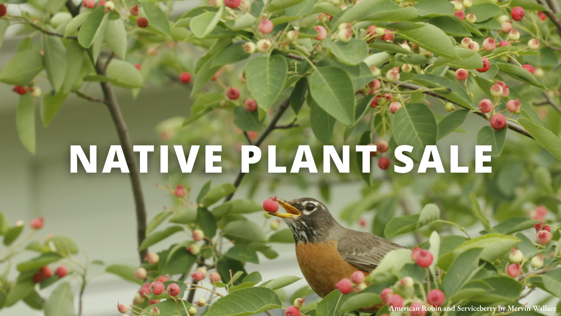 Missouri Prairie Foundation Plant Sale