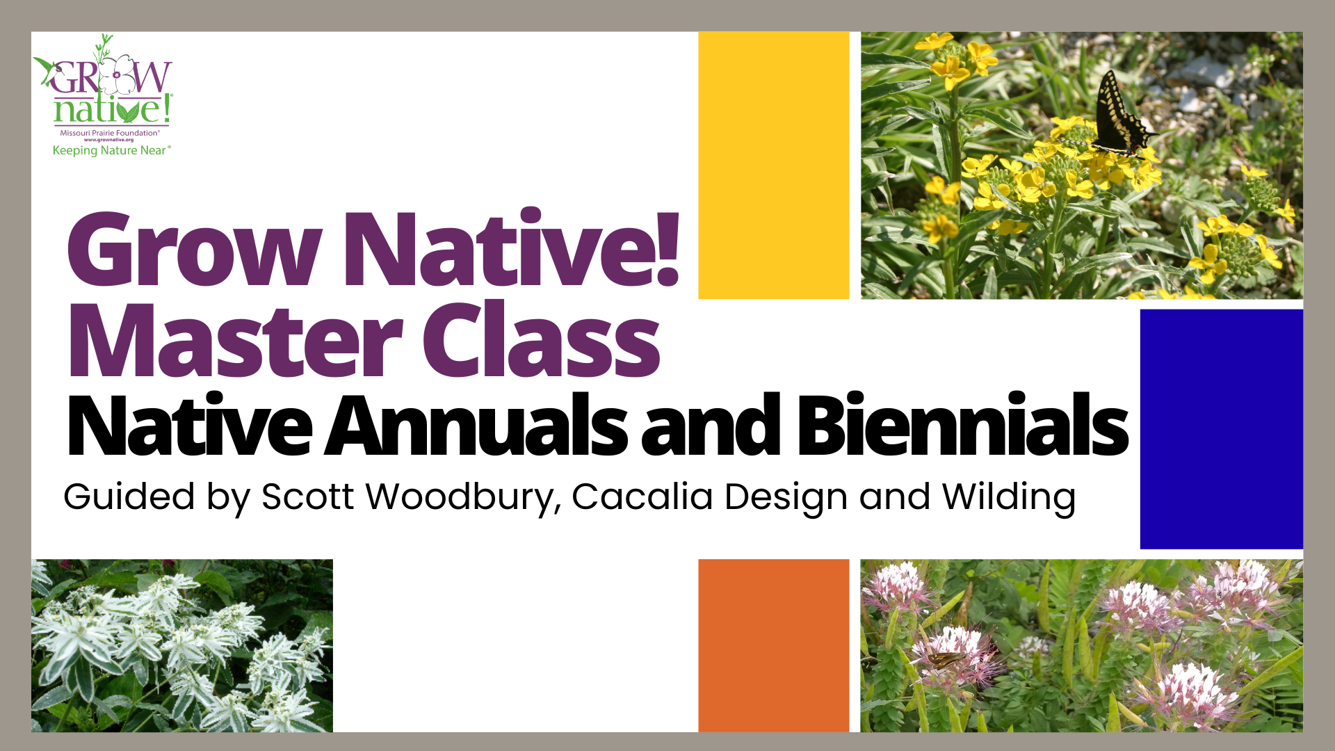 Grow Native! Master Class: Native Annuals and Biennials