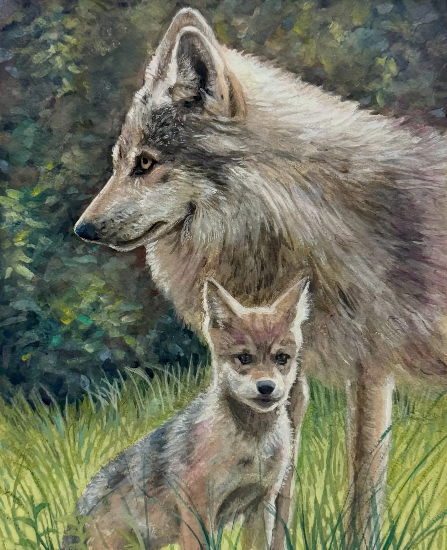 My finished artwork for the @nmwilderness 2026 Wolf Stamp Art contest!🐺
.
.
.
#artcompetition #artcontest #mexicanwolf #wildlife #nmart