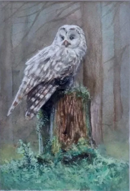 "Owl In The Woods"