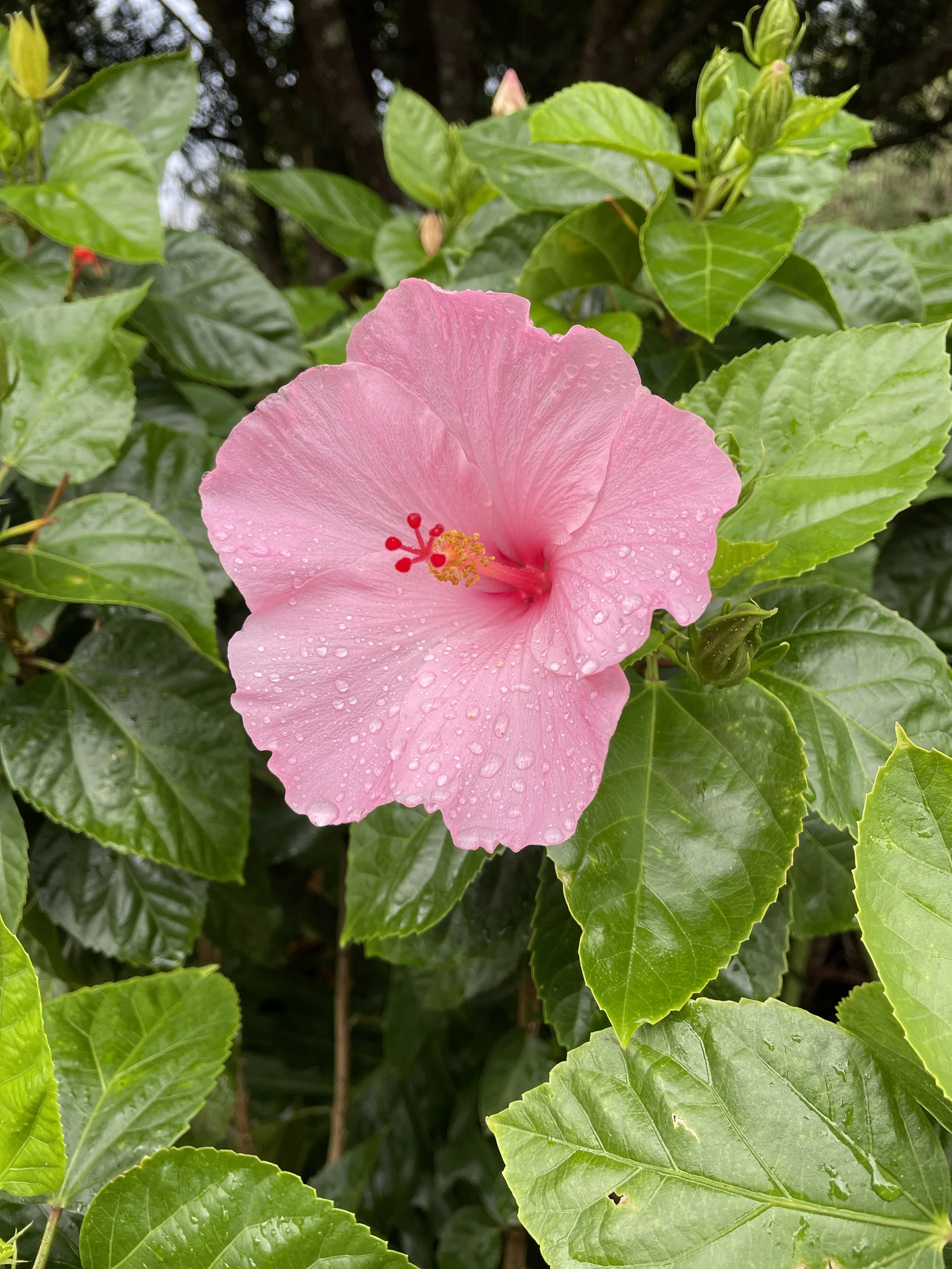 Hibiscus