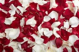 FRESH REAL PETALS RED/WHITE