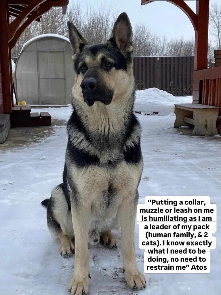 Had such a wonderful family session with Atos, Dusya and Tyson yesterday. We examined behavioral patterns for each one, what it means and how to work with it. Grateful for humans willing to hear their animals and work on connecting with them deeper ✨