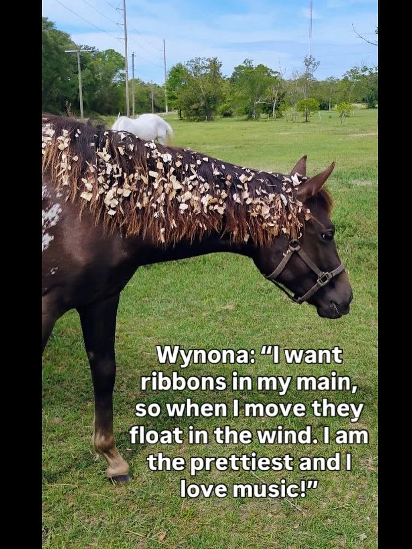 Wynona requested people around her not to be sad and grim. She knows she is not well and wants more joy and happiness in the days she has left. She wants ribbons in her main, concert time and compliments how gorgeous she is. She is such a girly girl 