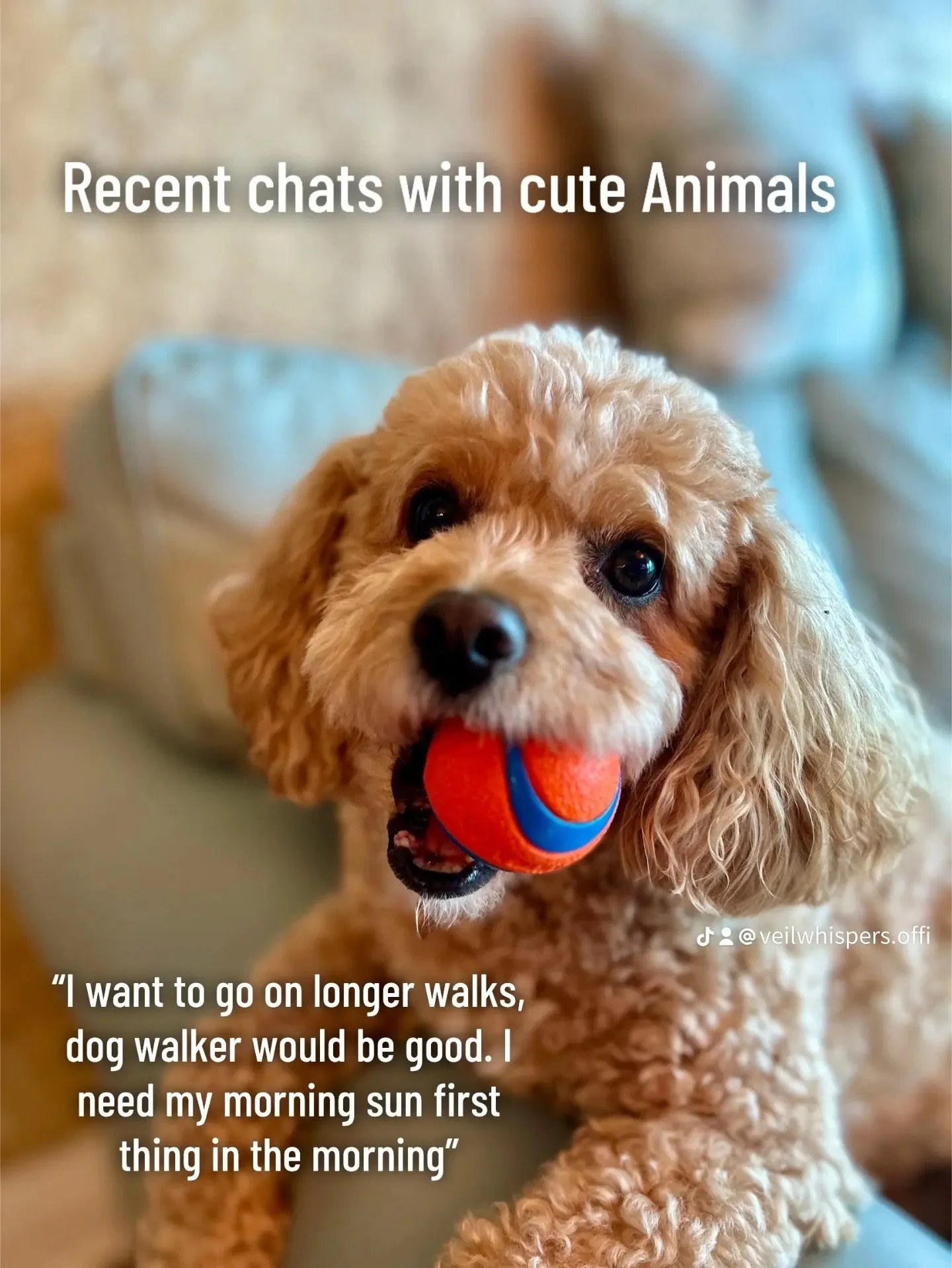 Chats with cute animals this week #animalcommunication #animalcommunicator #animaltelepathy #telepathy #talkingtoanimals