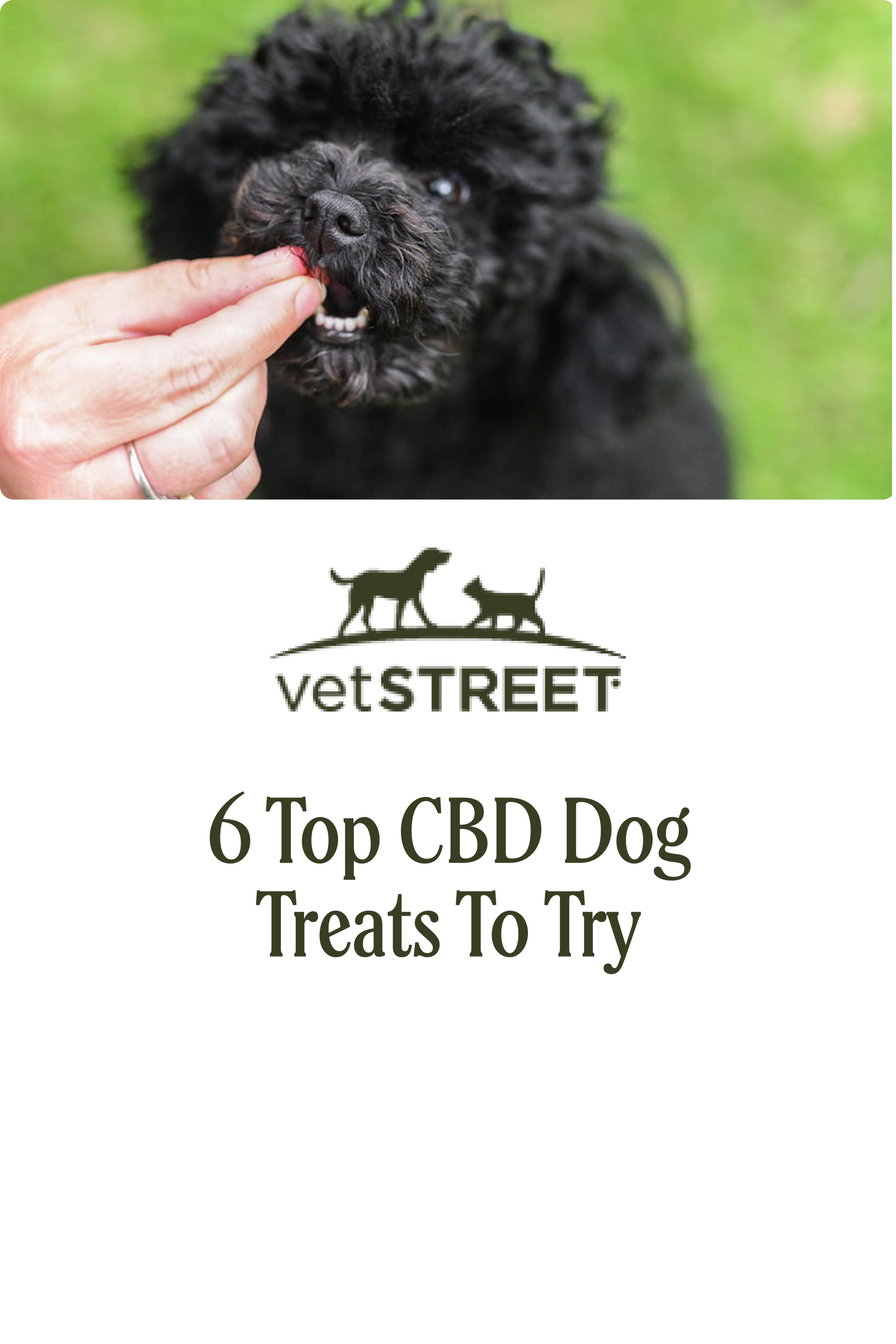 6 Top CBD Dog Treats to Try
