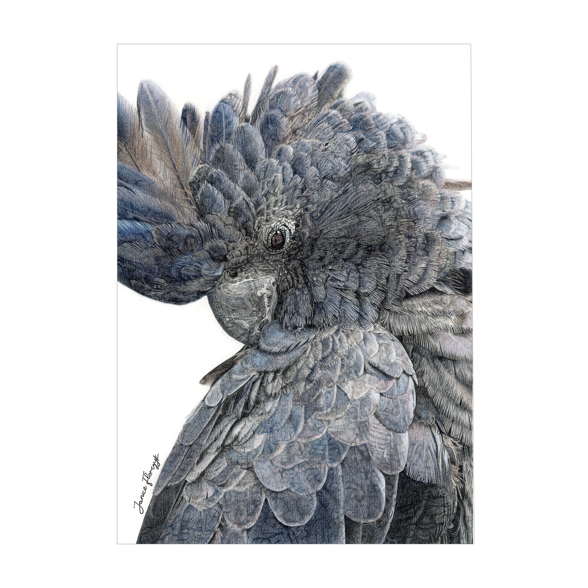 Black cockatoo archival fine art print by Australian artist Janice Florczyk, available to purchase online and in-store through Framed.