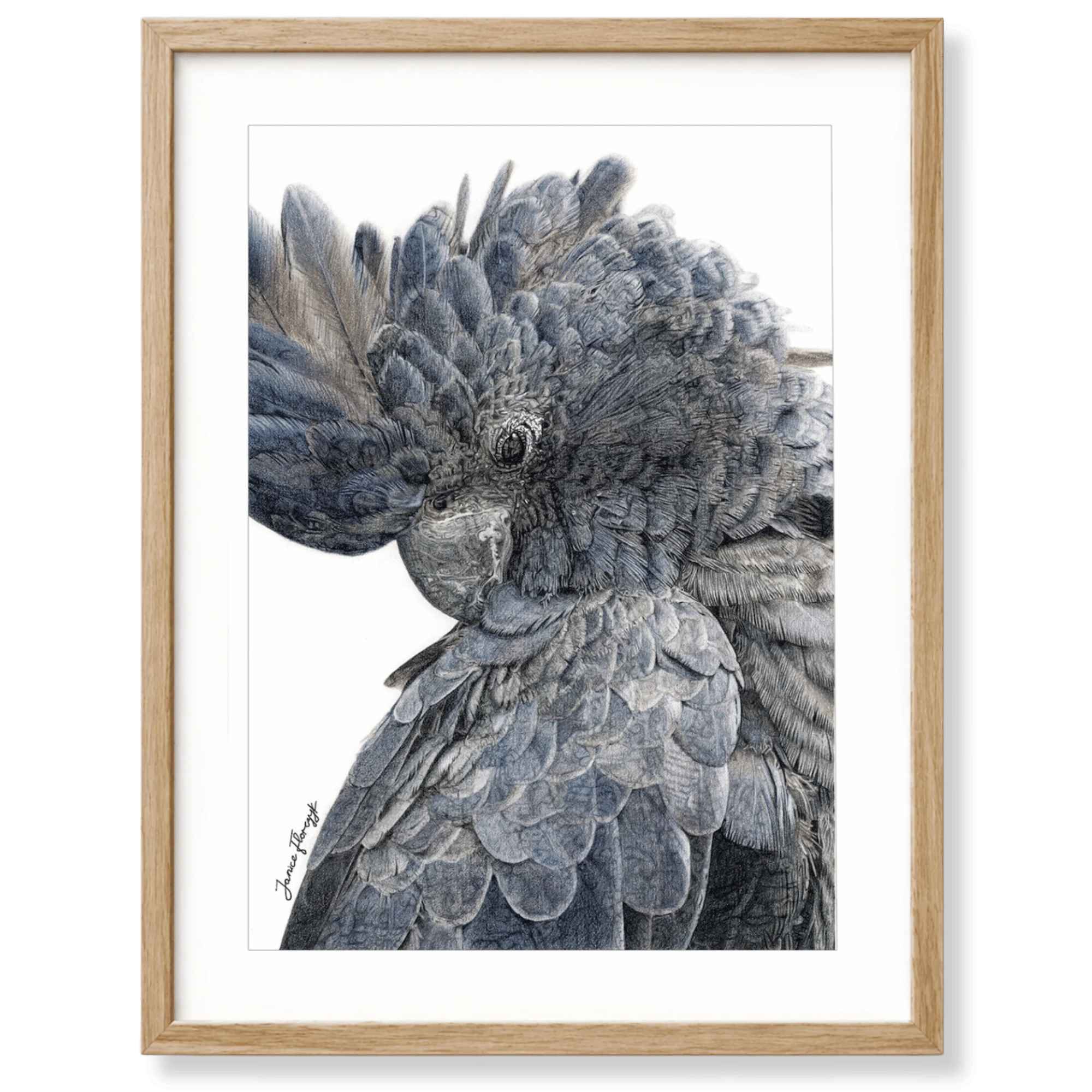 Black cockatoo framed bird artwork by Australian artist Janice Florczyk