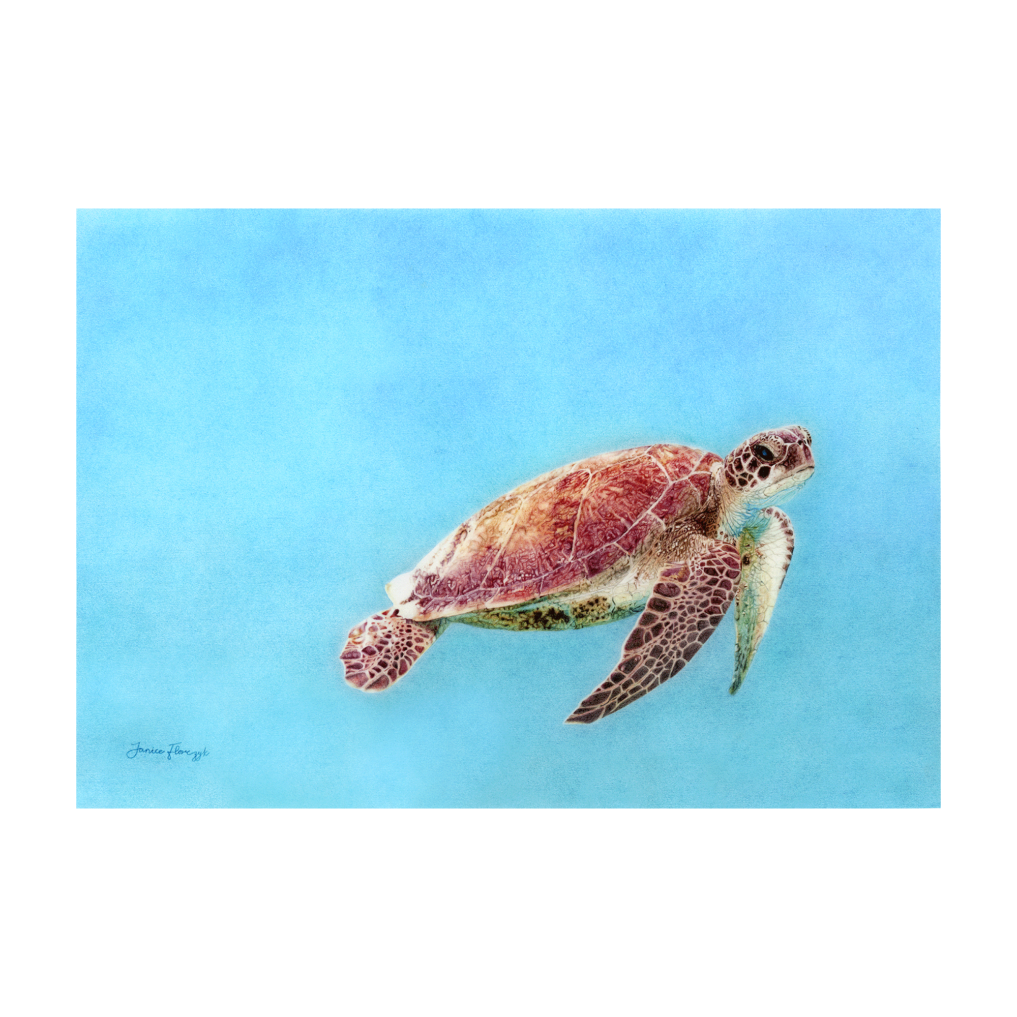 Archival fine art print of a sea turtle swimming in clear blue water by Australian artist Janice Florczyk, available to purchase online and in-store through Framed.