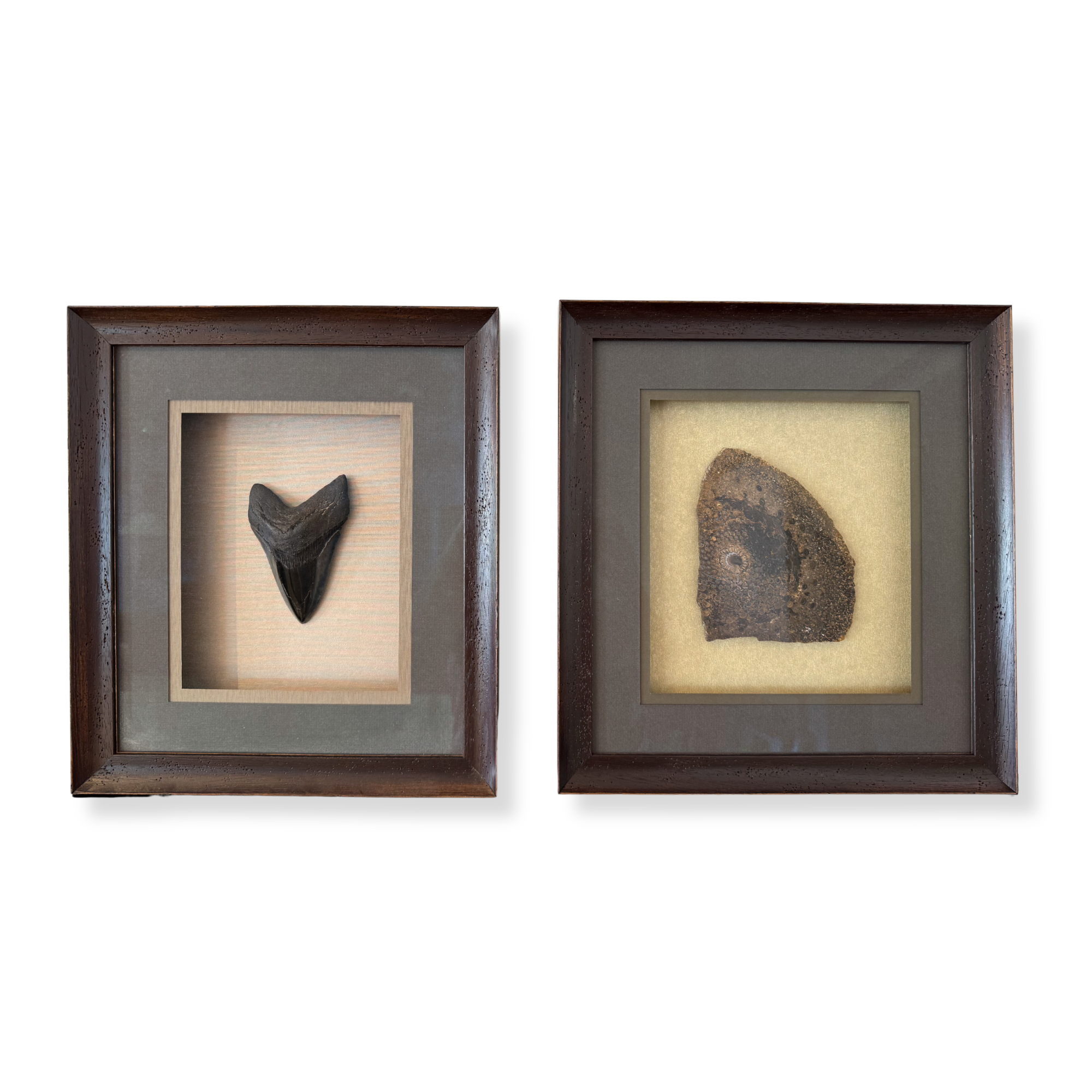 Custom framed fossil collection featuring prehistoric specimens.