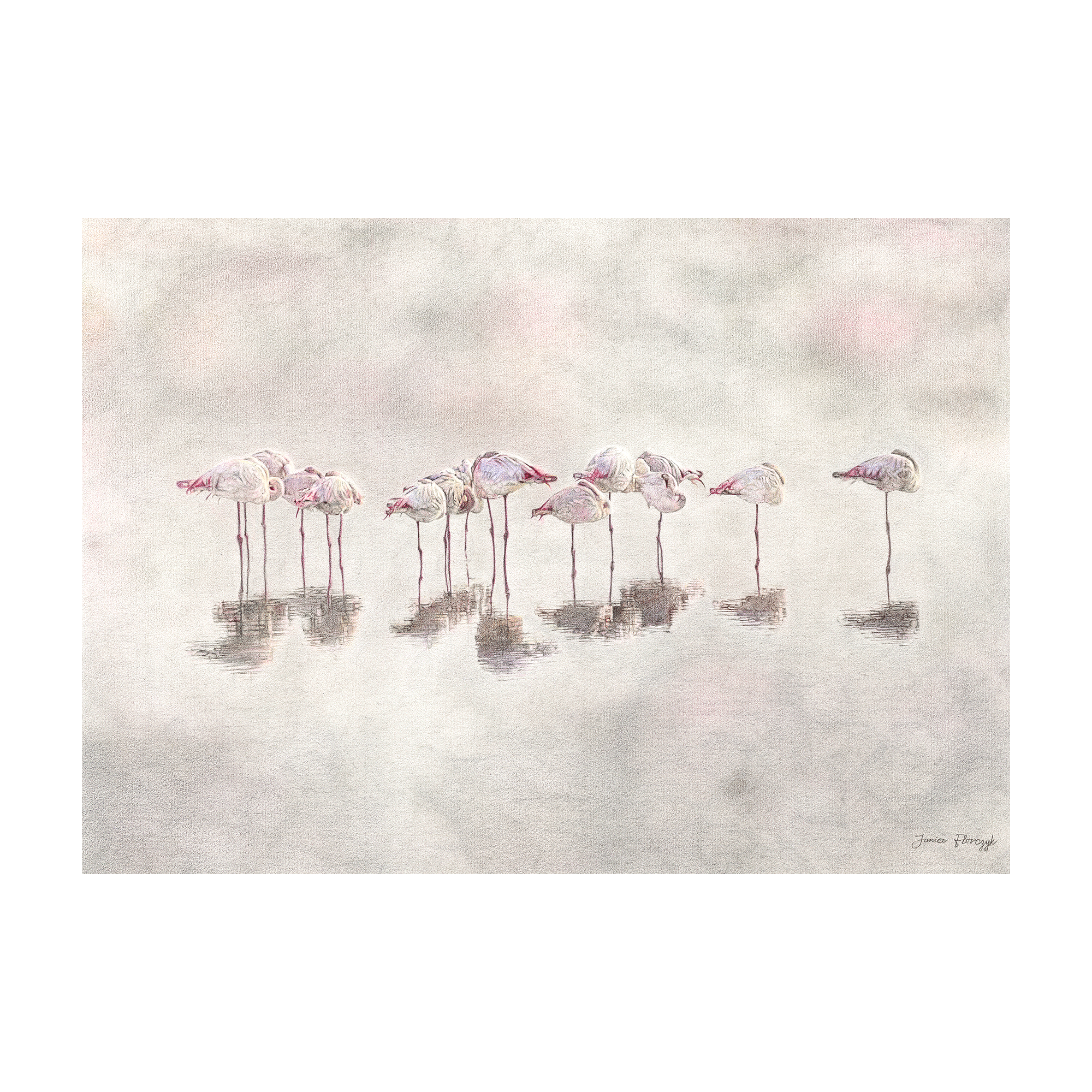 Flamingoes