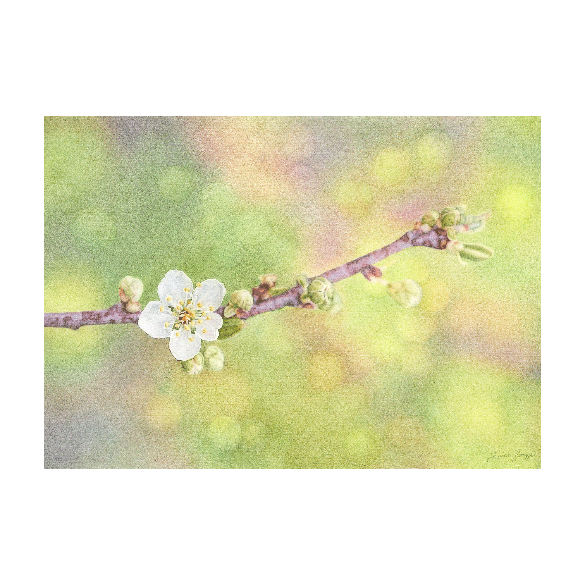 Blossom