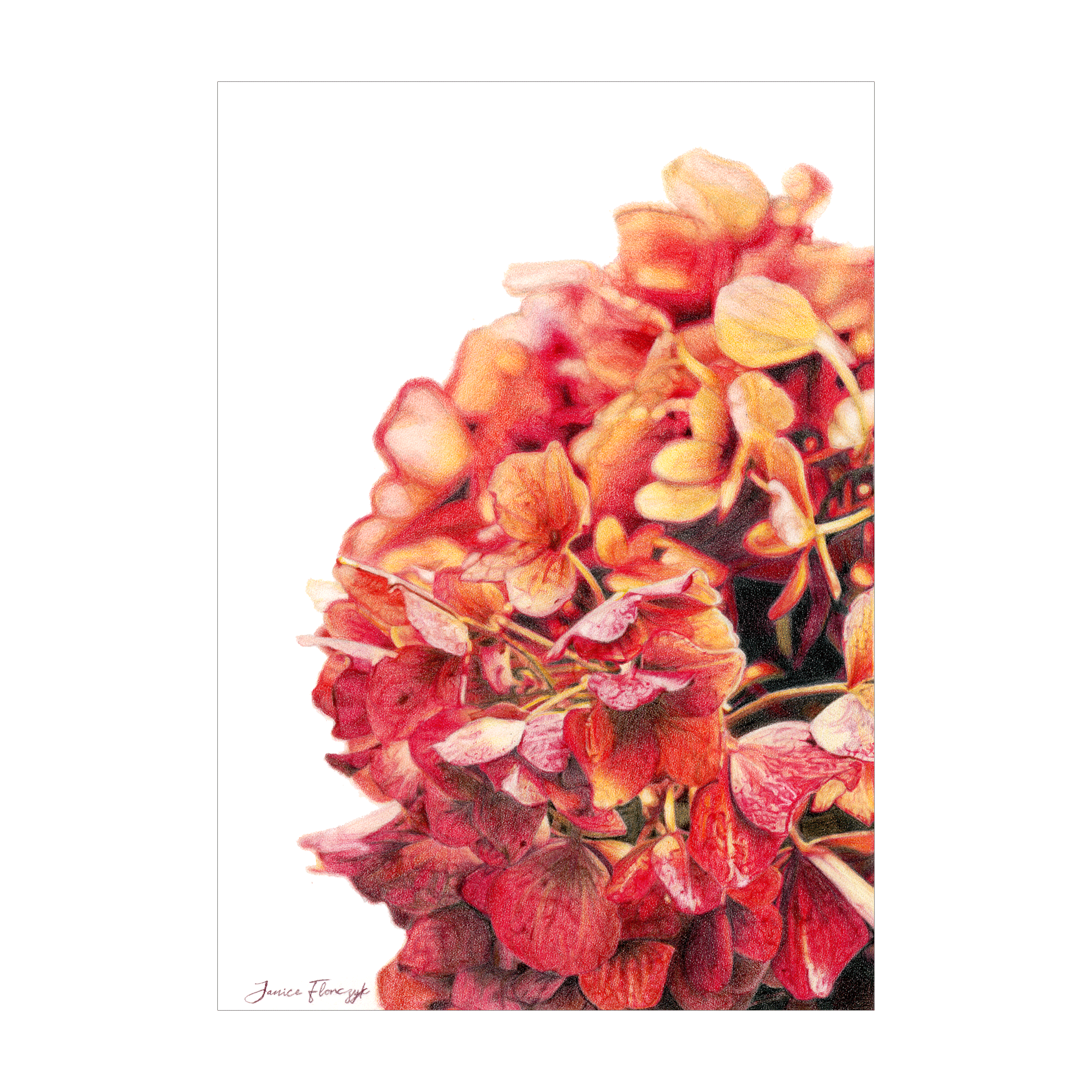 Archival fine art print of pink hydrangea flowers by Australian artist Janice Florczyk, available to purchase online and in-store through Framed.