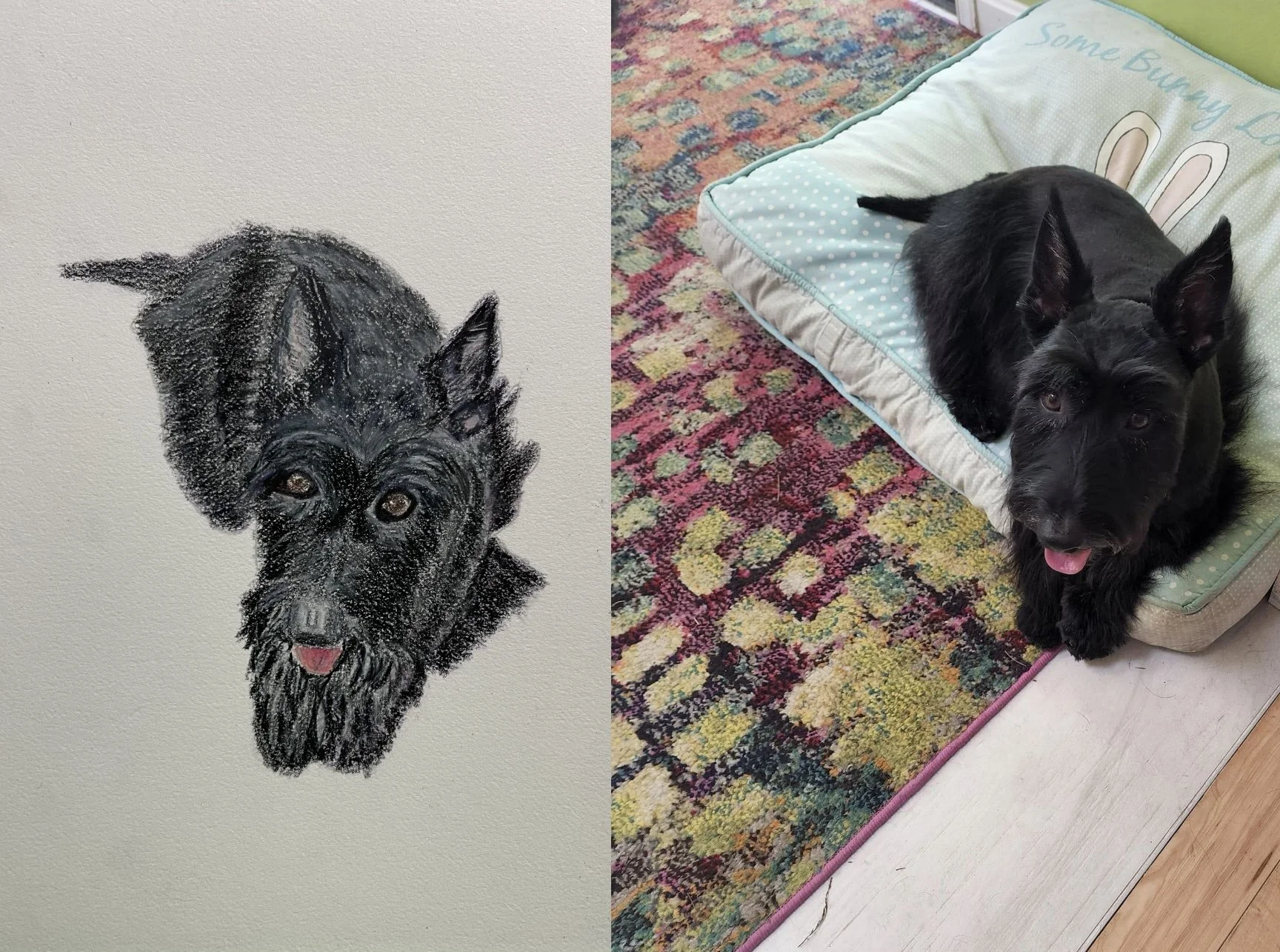 A side-by-side comparison of a drawing of a black dog on a plain wall and a real black dog lying on a bunny-themed bed on a colorful patterned carpet.