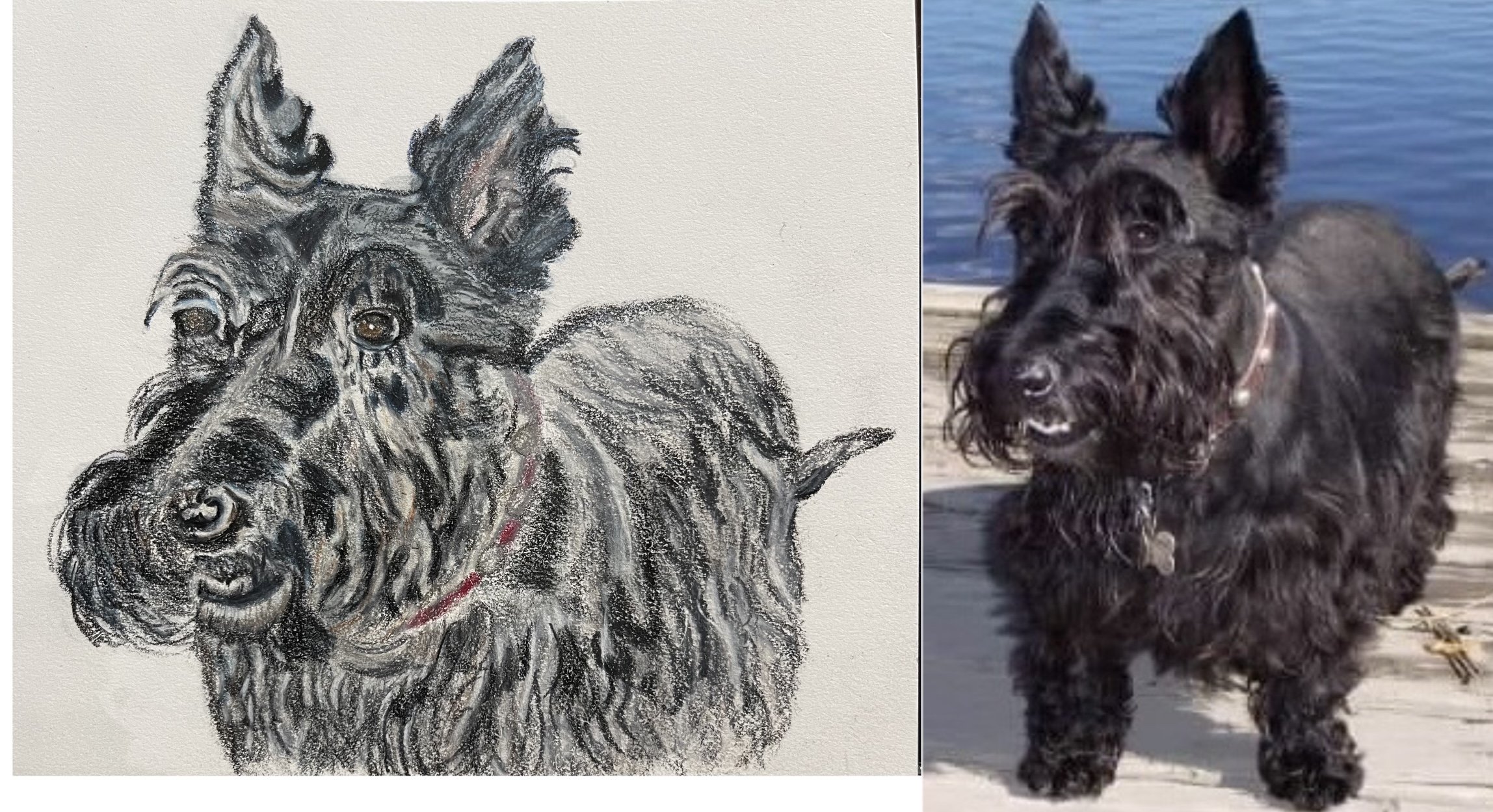 Comparison of a detailed black and white sketch of a Scottish Terrier dog on the left and a photograph of a black Scottish Terrier dog on a wooden pier by water on the right.