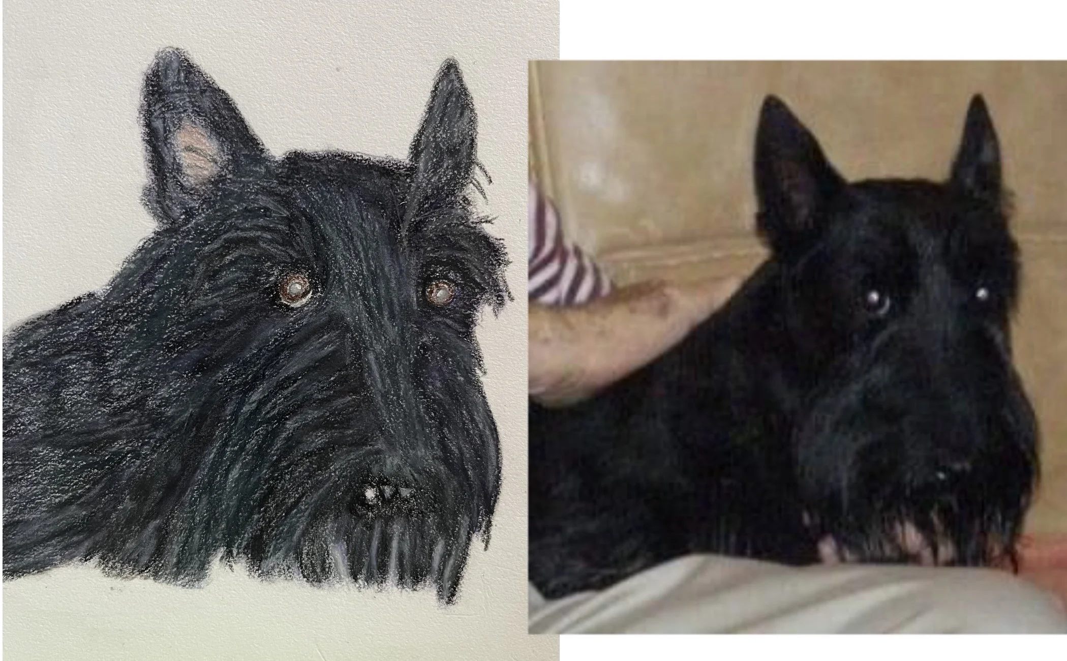 A painting of a black dog with pointy ears and expressive eyes on a white background, next to a photograph of a real black dog with similar ears and eyes, sitting on a wooden floor.