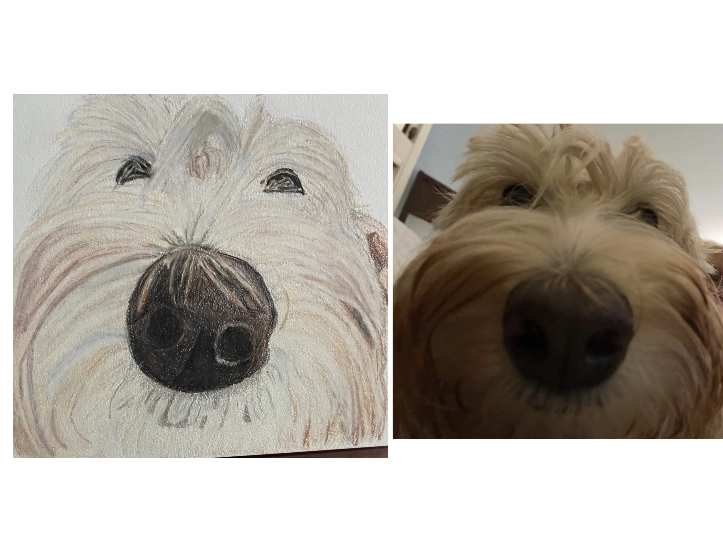 A painting of a dog with a fluffy face and dark eyes next to a photo of a real dog with similar features, both in a close-up shot.