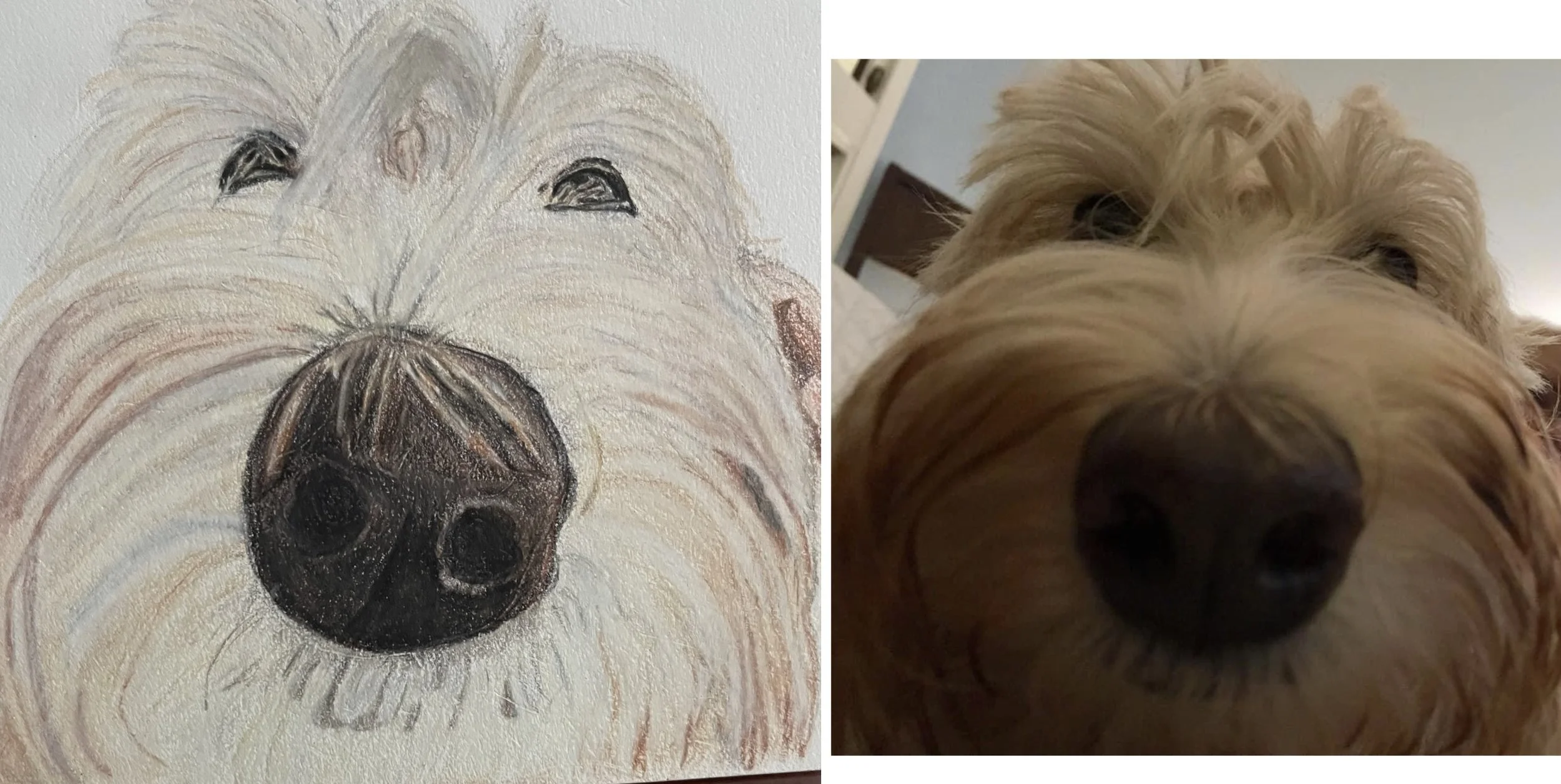 Comparison of a realistic drawing of a dog with a photograph of the same dog, showing the dog's face with a black nose and light-colored fur.