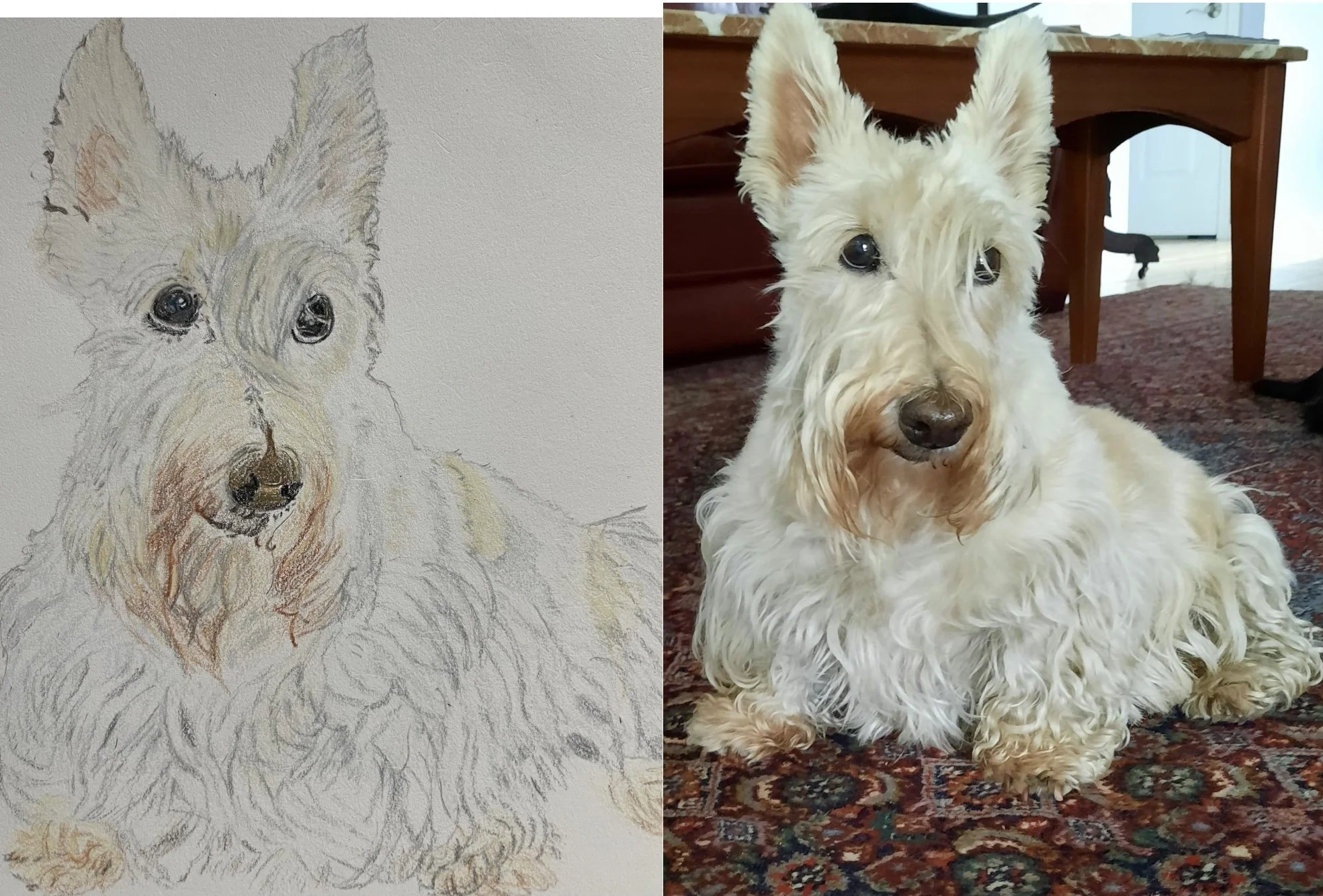Side-by-side comparison of a pet dog and its portrait drawing. The photo on the right shows a fluffy white dog with pointy ears lying on a patterned rug inside a home. The drawing on the left mimics the dog's appearance with a focus on its face and f