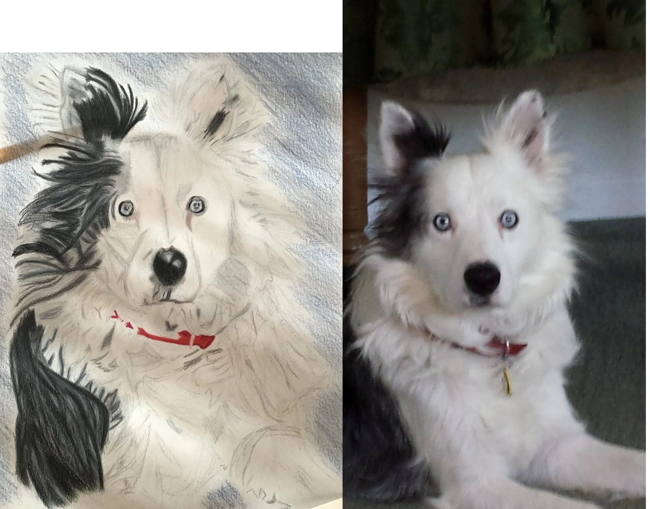 Comparison of a colored pencil drawing of a Siberian Husky with blue eyes on the left and a photograph of the same Husky with similar features on the right.