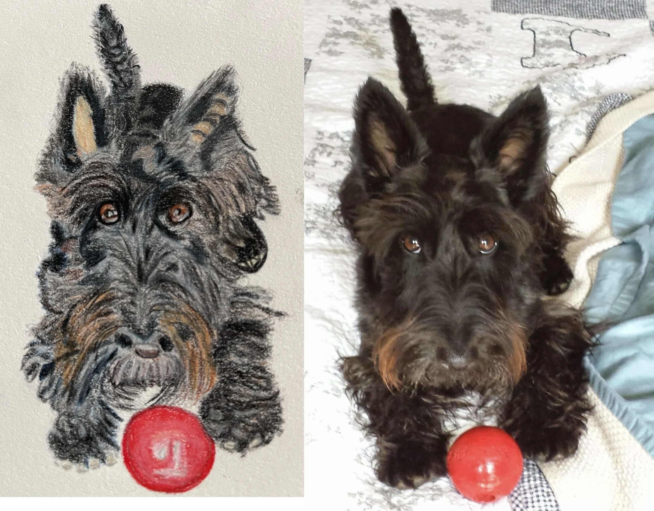 Comparison of a detailed watercolor painting and a real photo of a black dog with brown eyes and a red ball in front, both showing the dog's face and upper body.