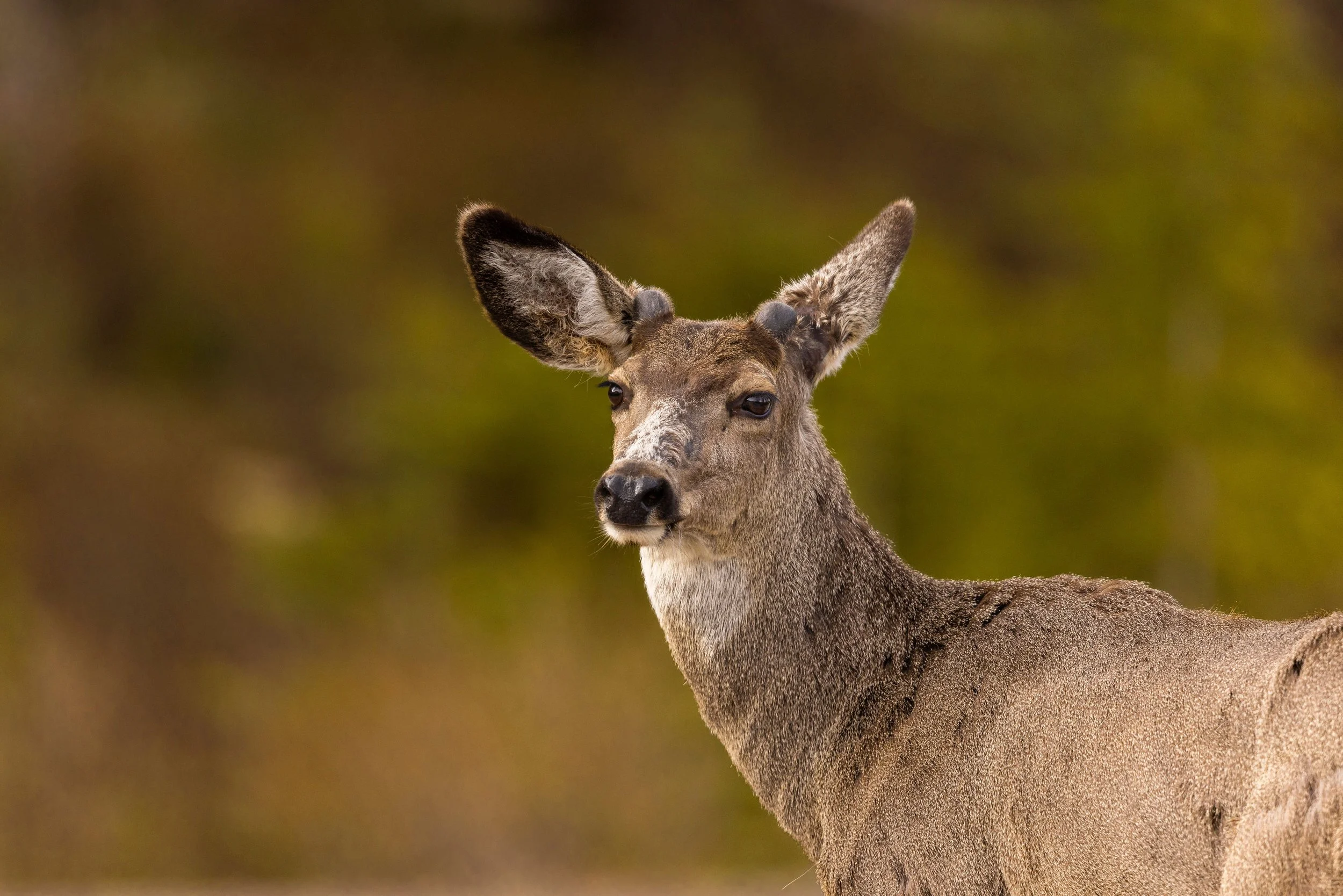 White-Tailed Deer