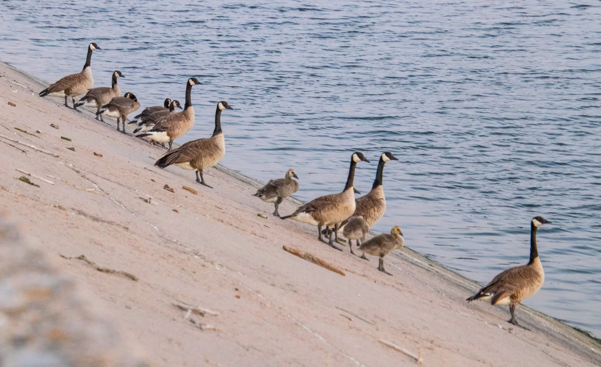 Barr Lake Dam with Canada Geese