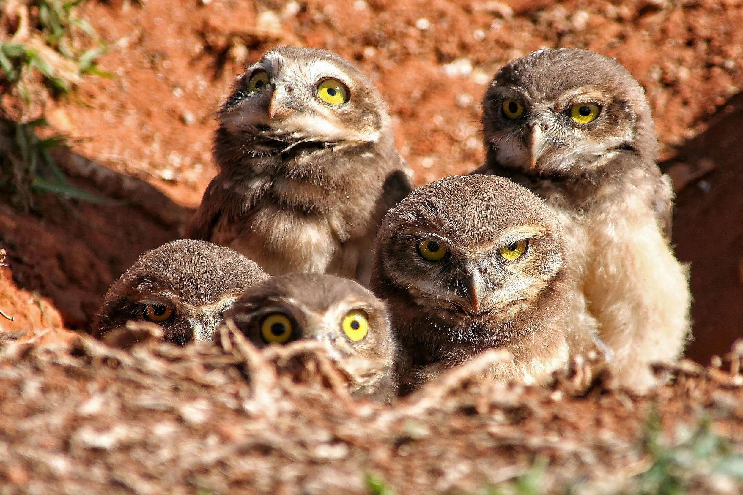 Family of Burrowing Owls