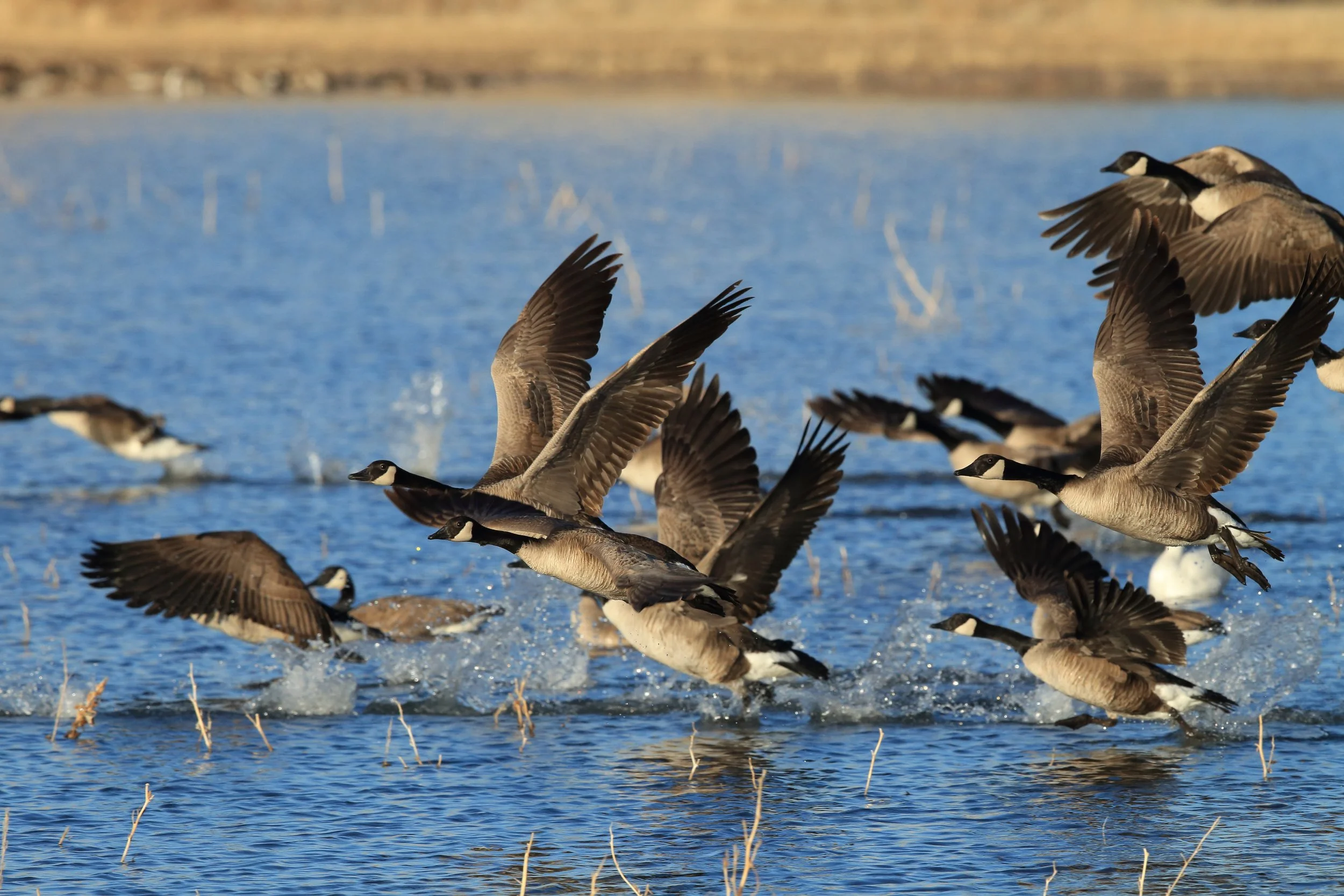 Canada geese taking off from lake