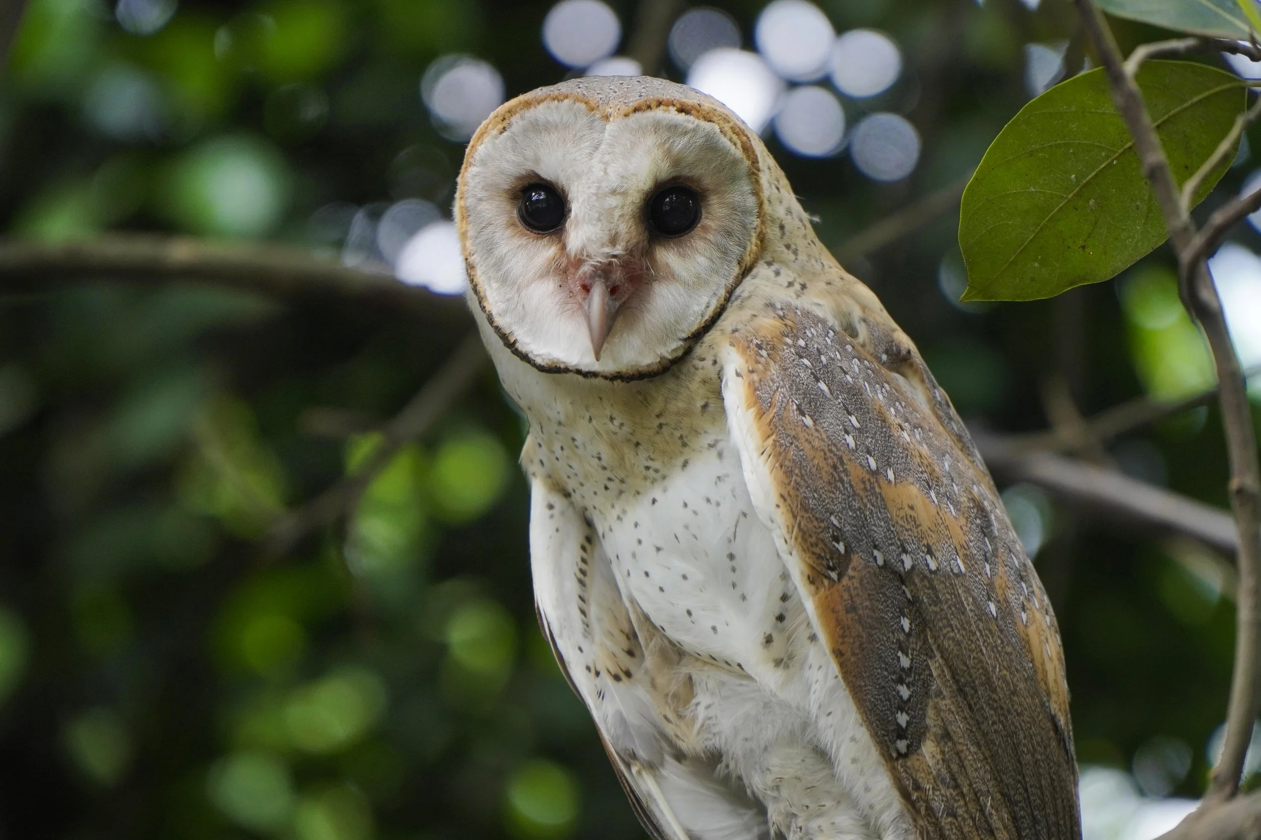 Barn Owl