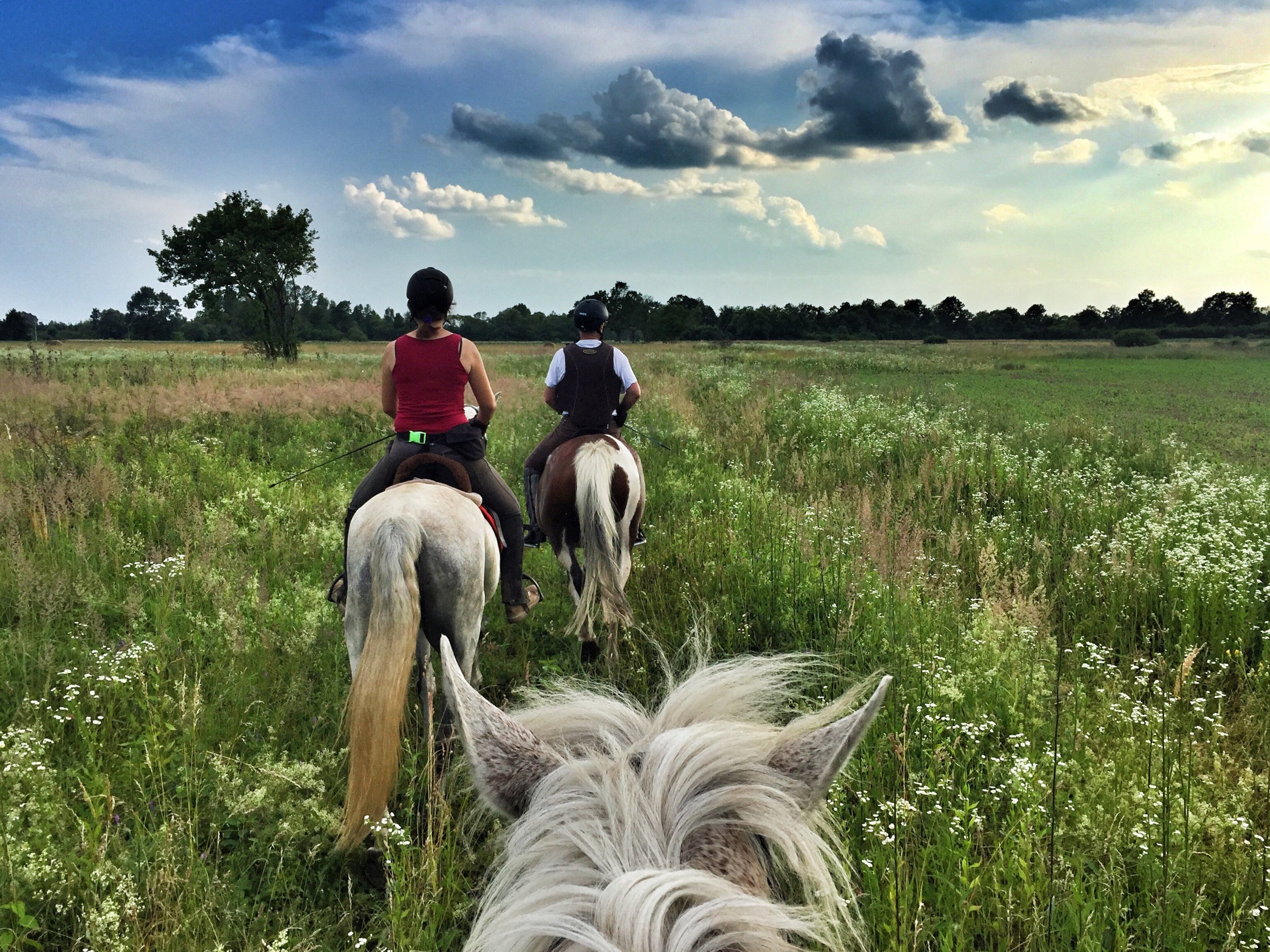 People riding horses through a meadow