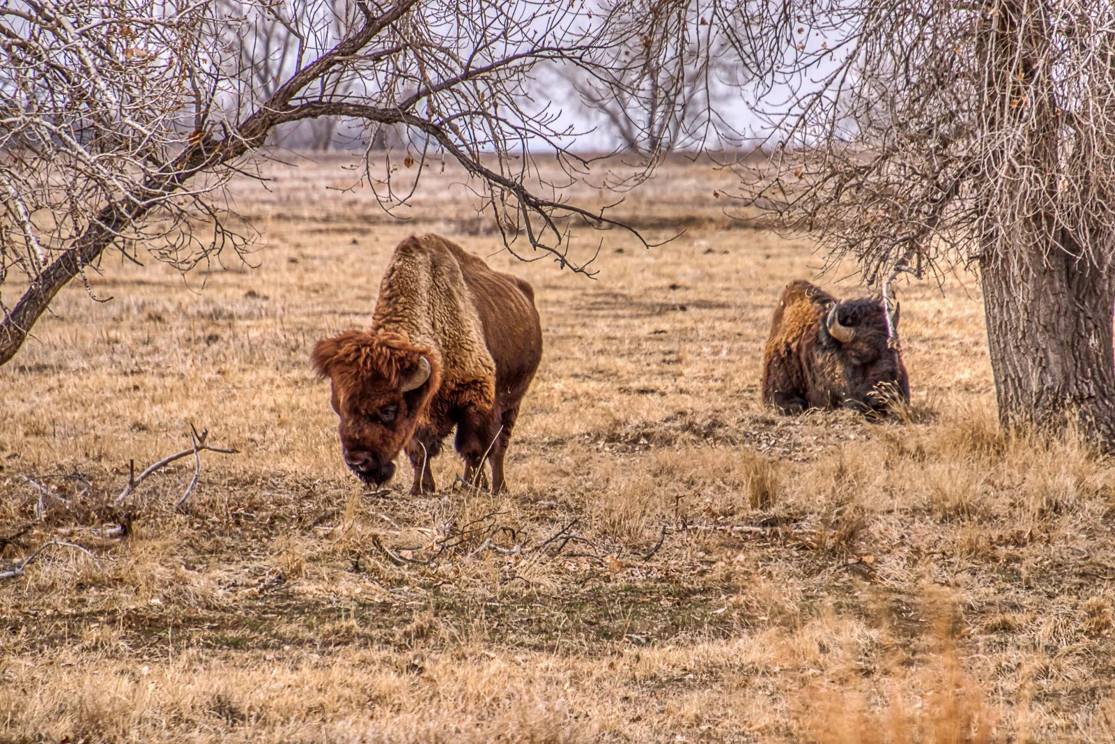 Bison in field