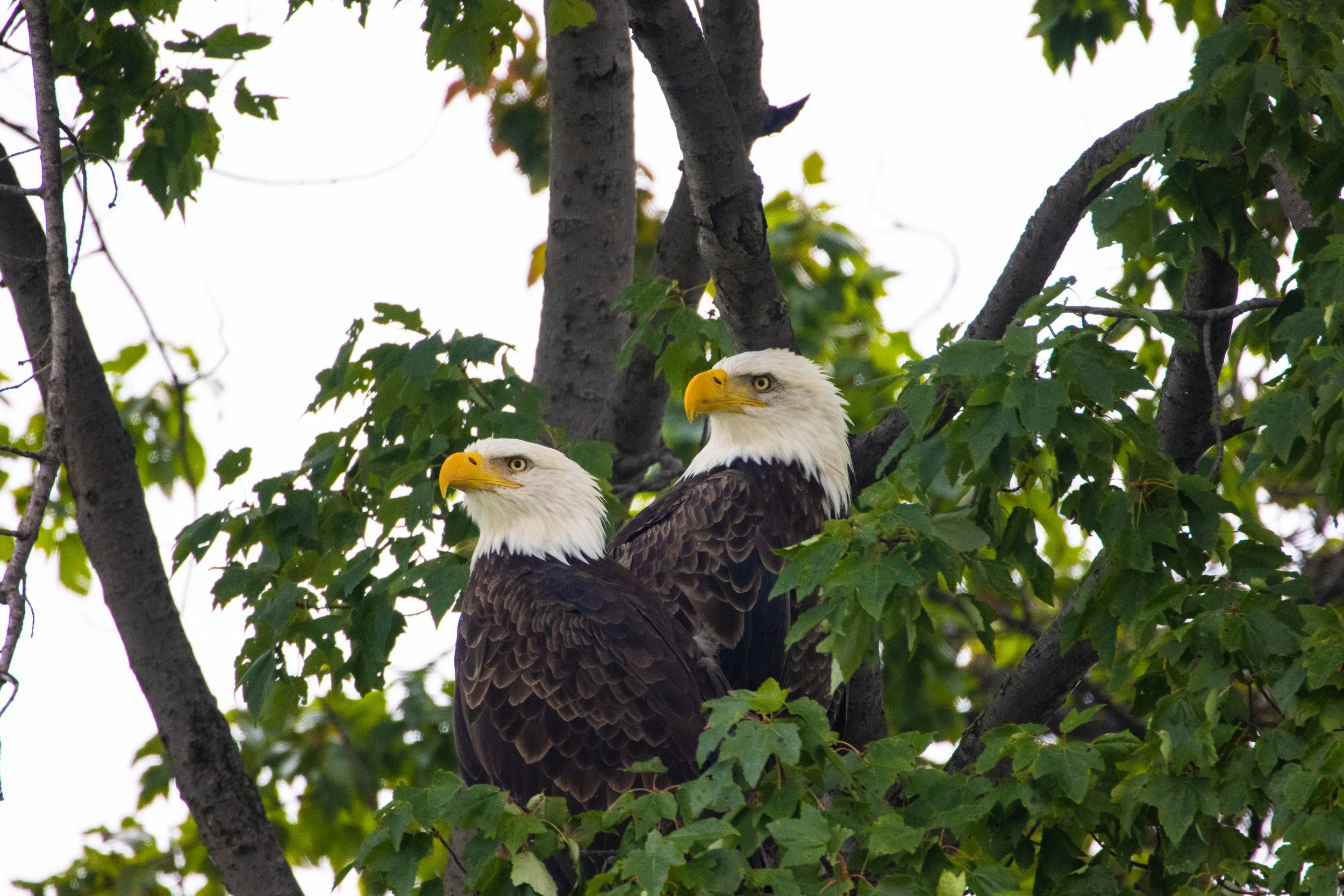 Pair of Bald Eagles in Tree