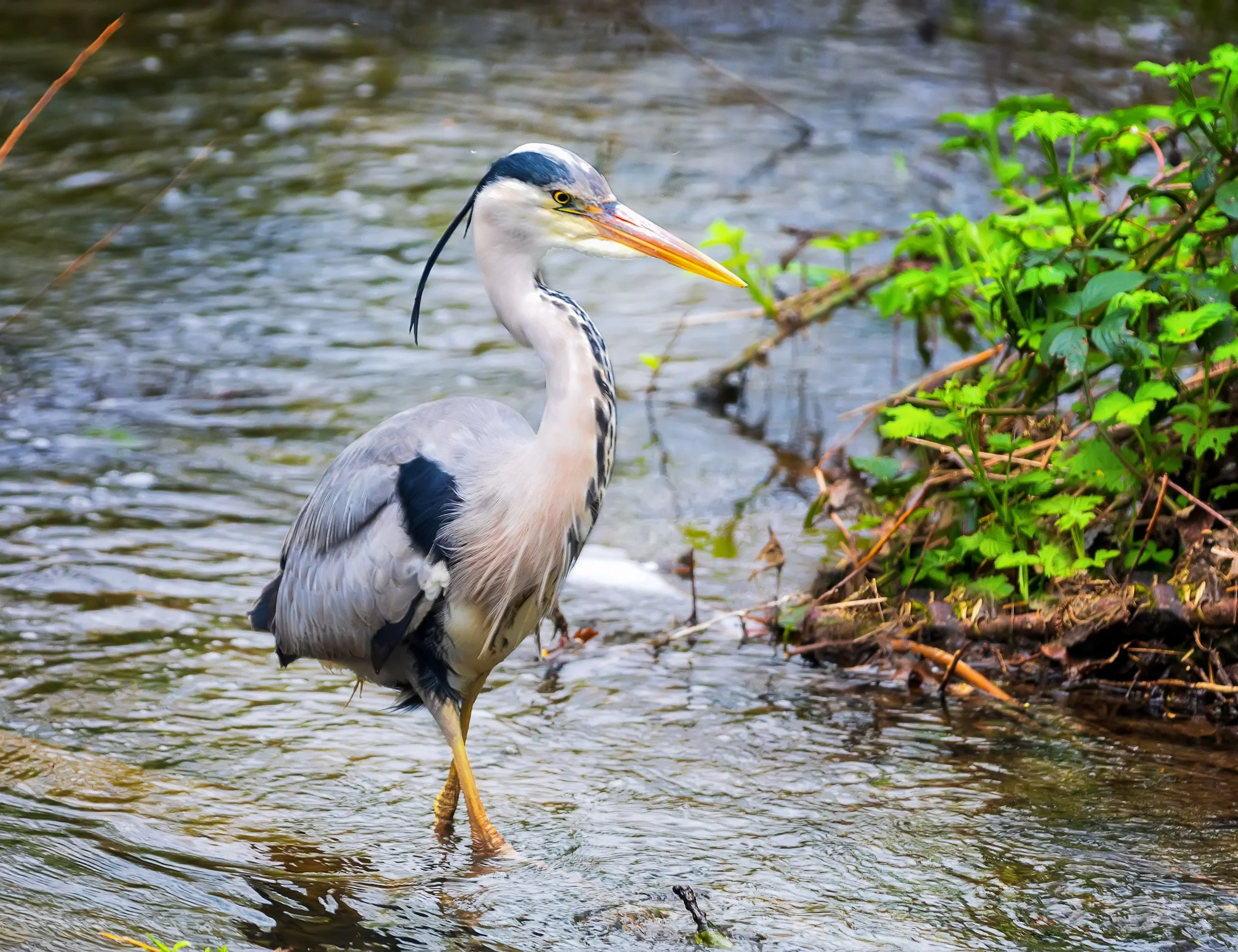Grey Heron wading in water