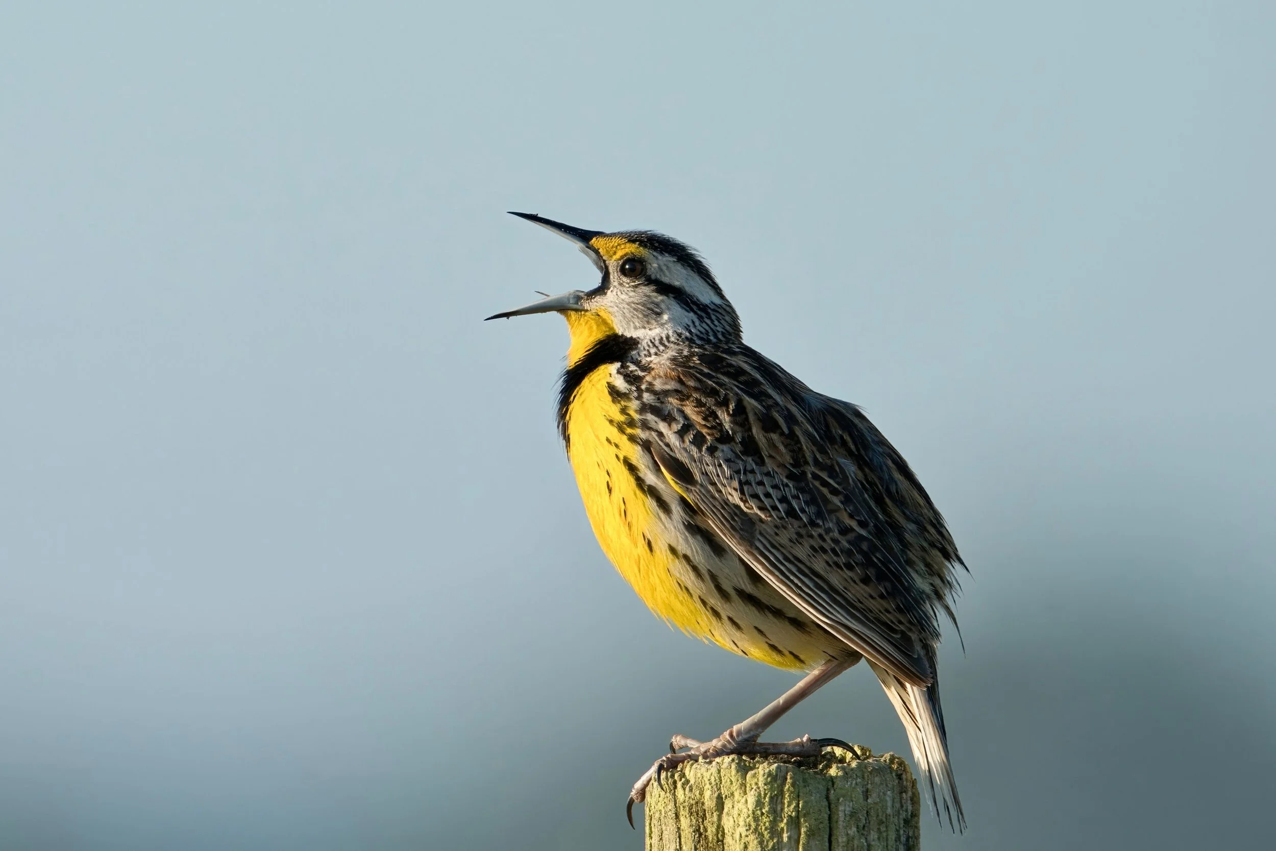 Meadowlark vocalizing on post