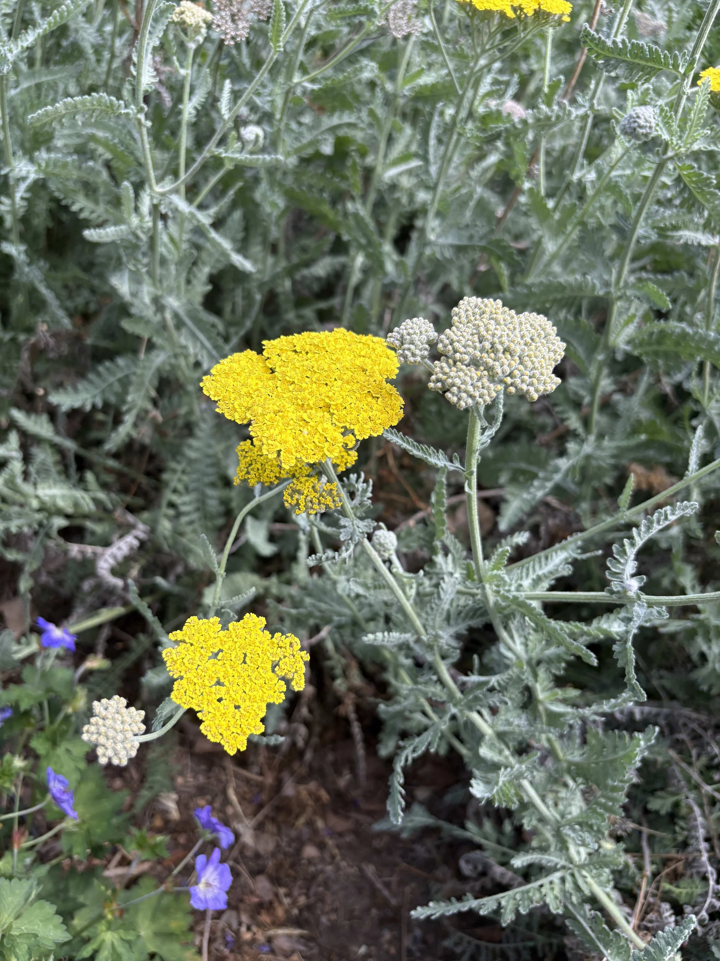 Herbs on a cloth