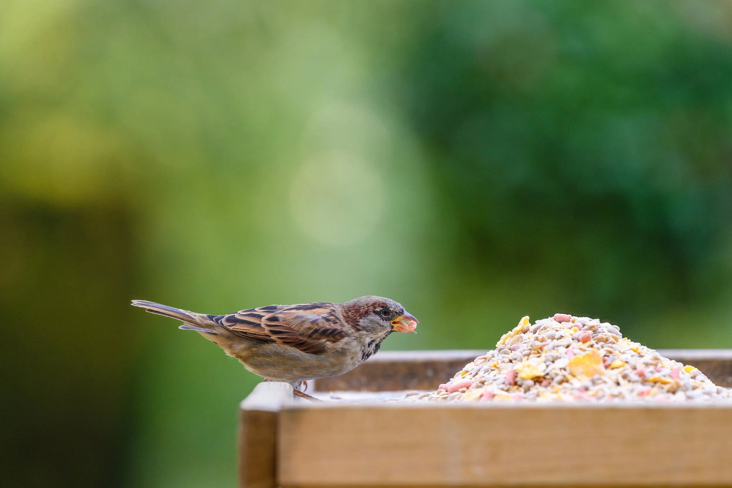 House Sparrow eating bird seed