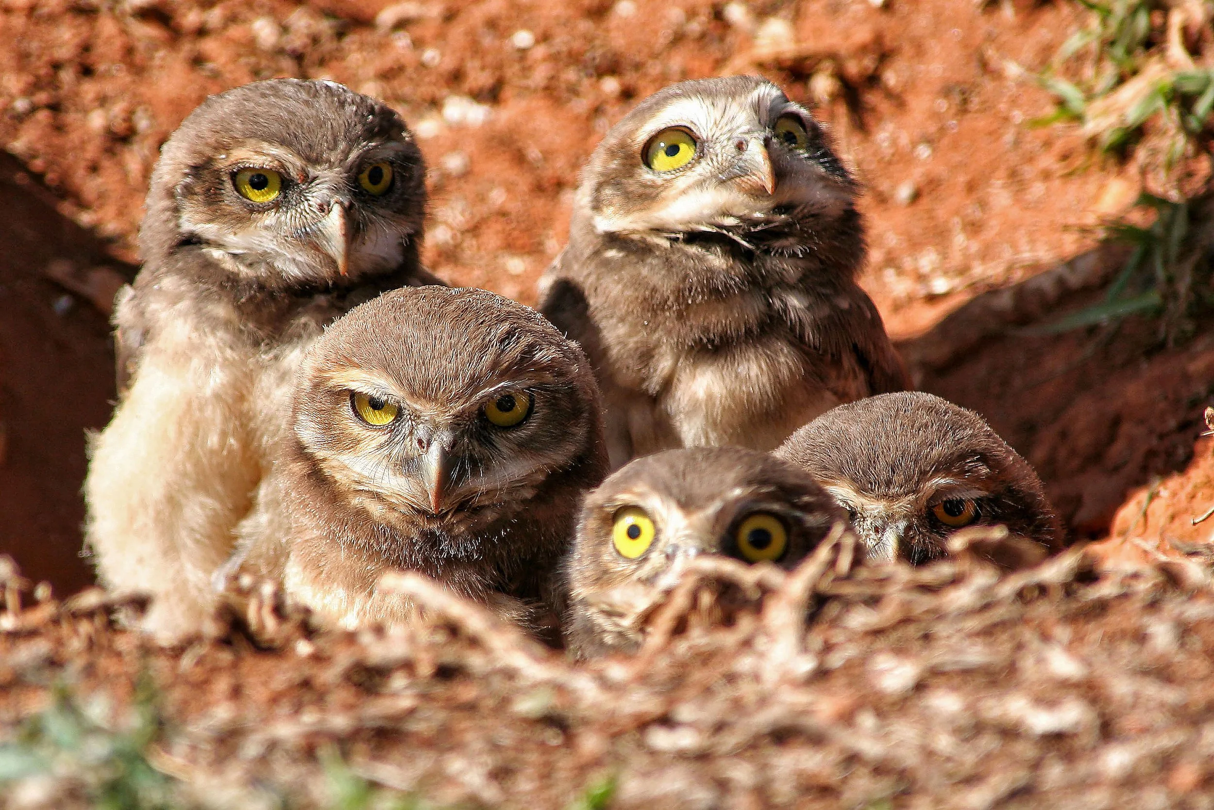 Burrowing owls