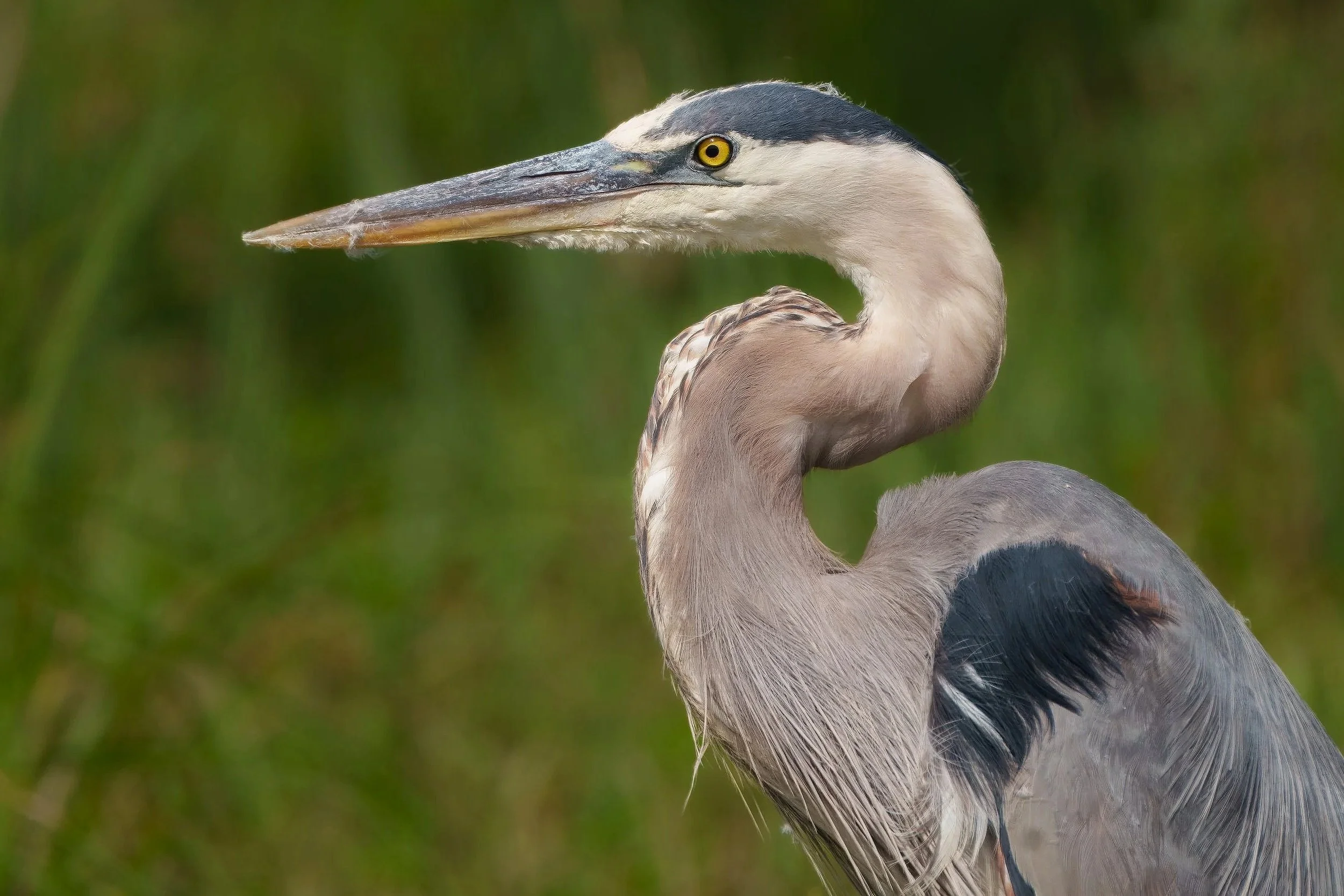 Great Blue Heron