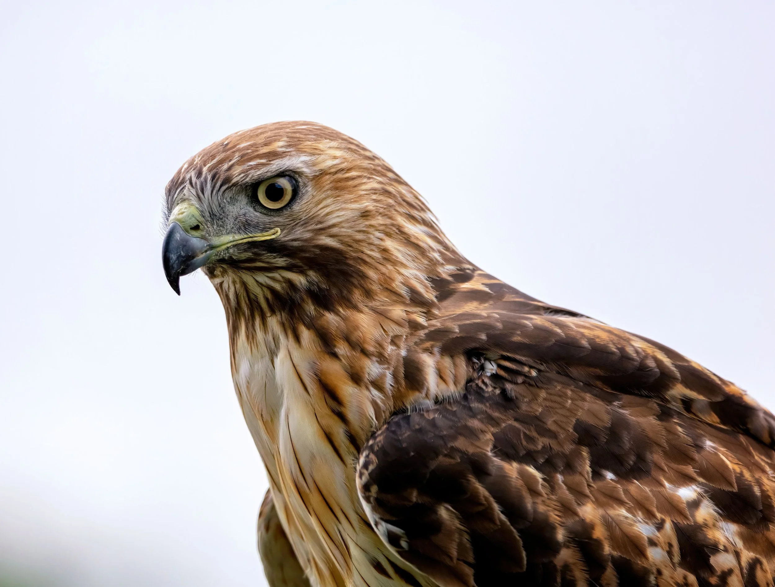 Red-Tailed Hawk