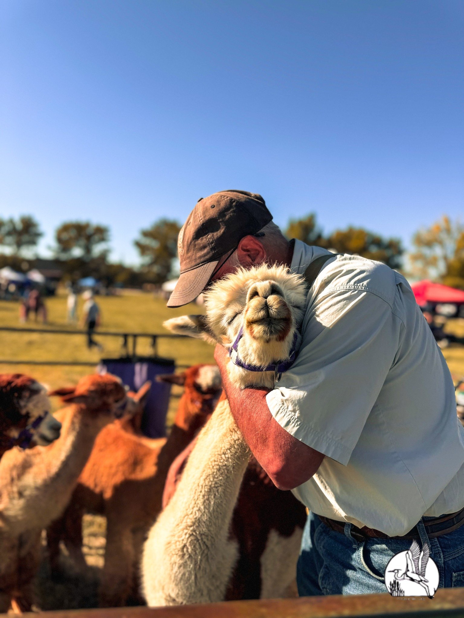 Man hugging an alpaca