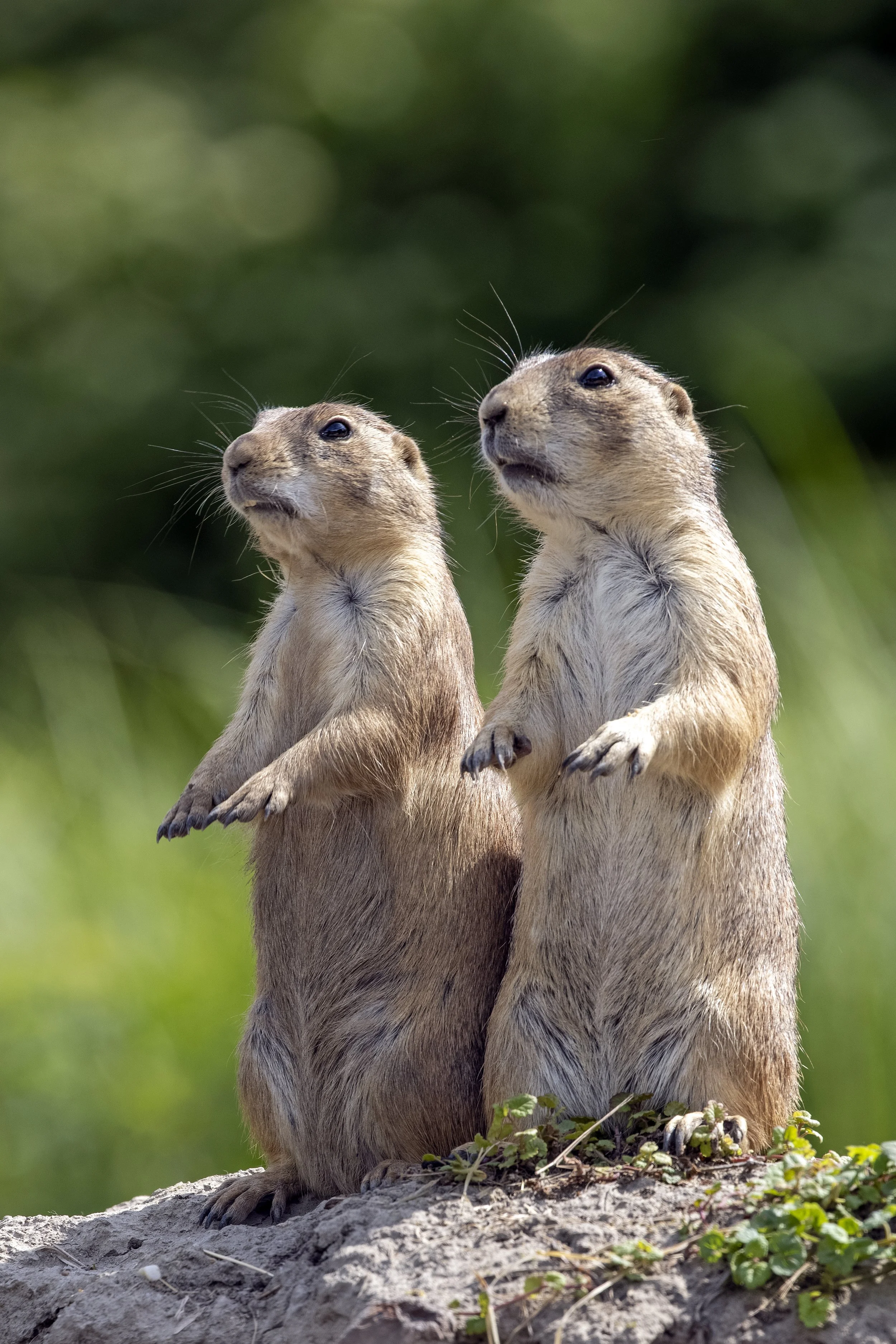 Pair of Prairie Dogs