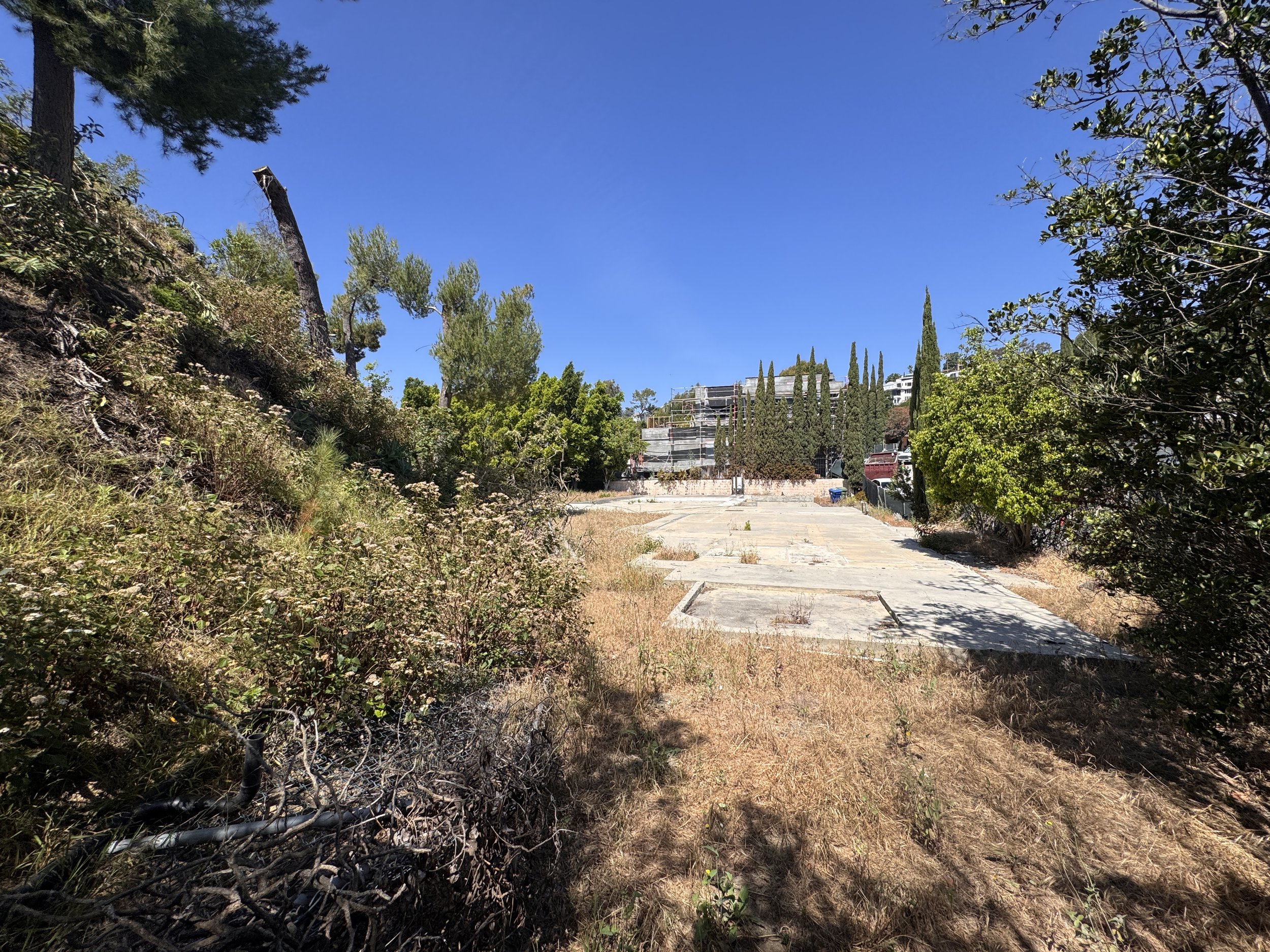 An outdoor scene with a parking lot and overgrown vegetation, trees, and shrubs on both sides, and a clear blue sky above.