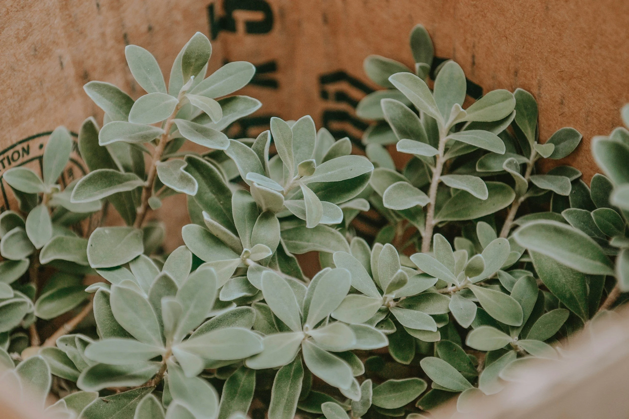 Therapy Services for Texas Residents | Sage Haven Therapy