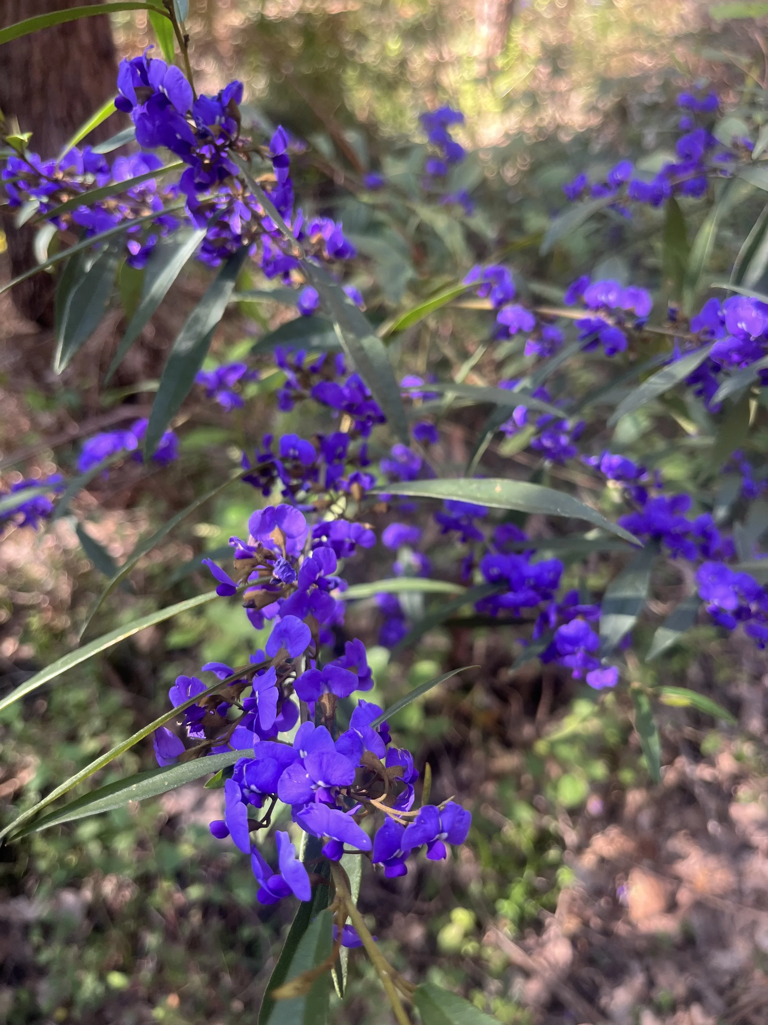 IMG_5544.jpeg