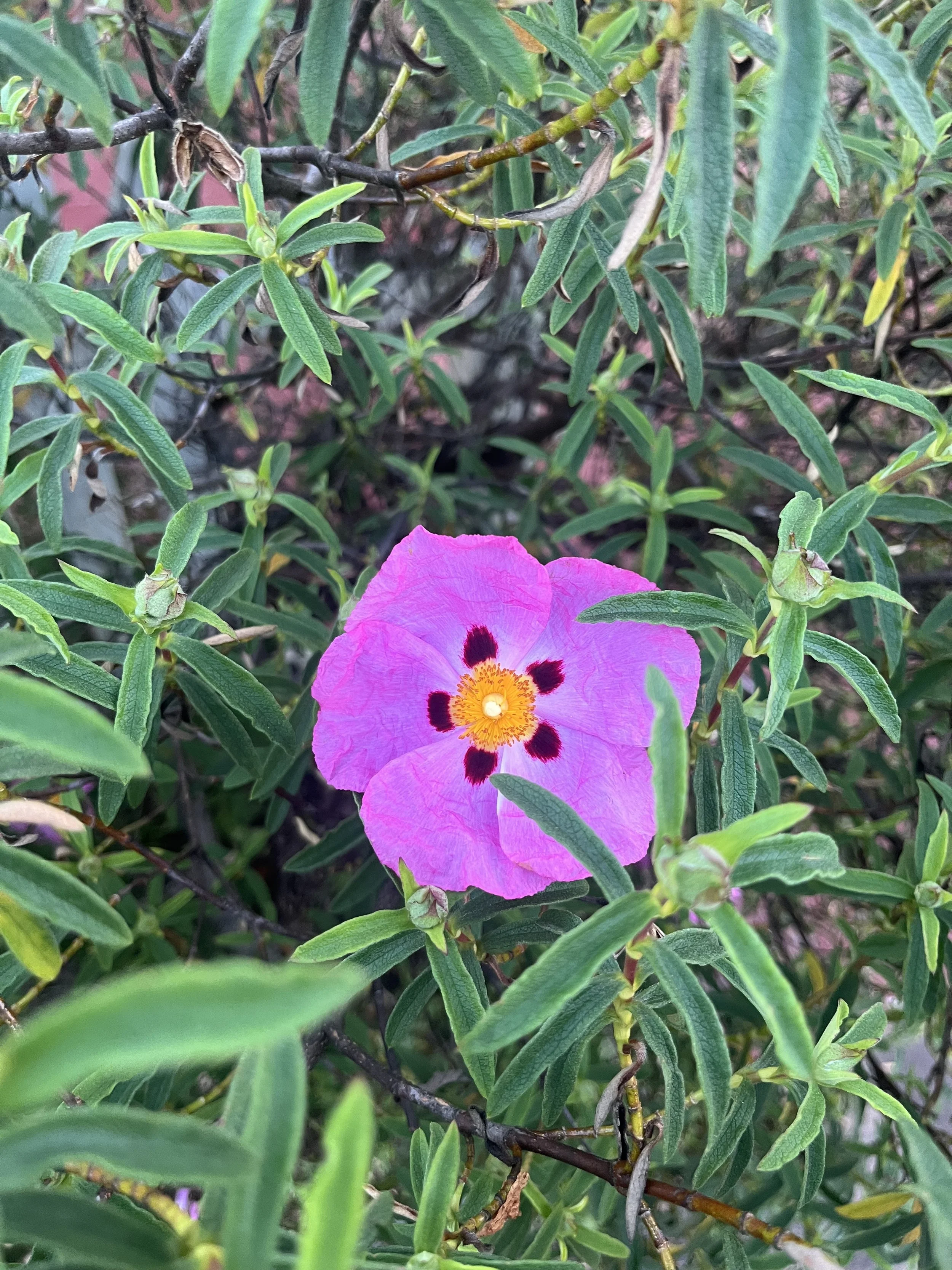 IMG_5588.jpeg