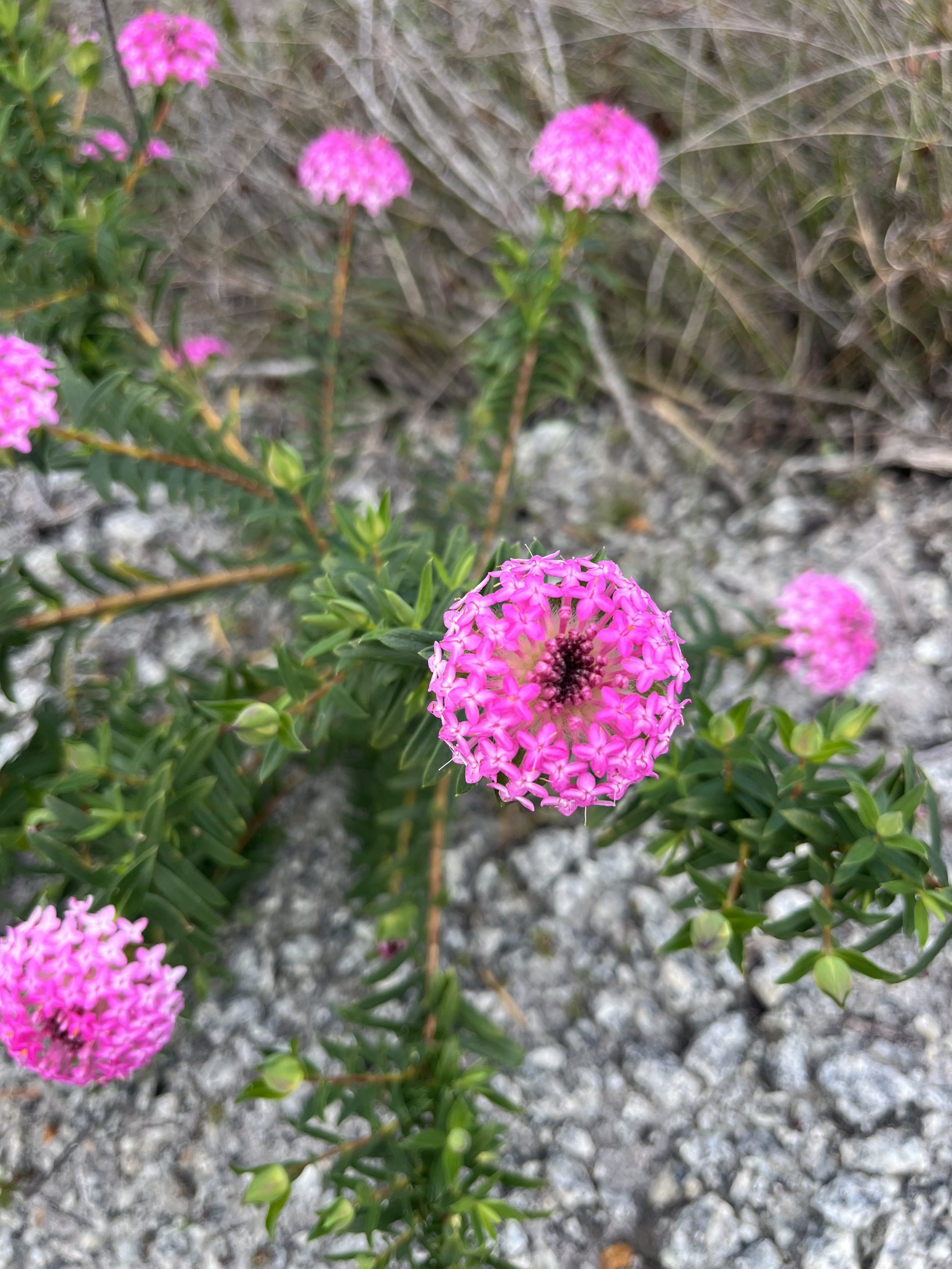 IMG_5687.jpeg