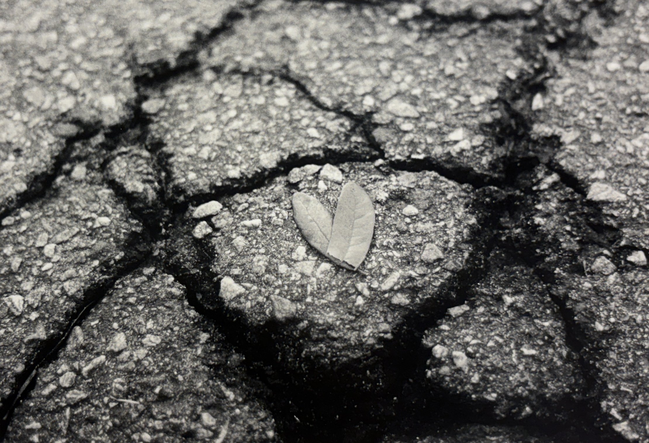 The Curse of a Girl Having a Crush