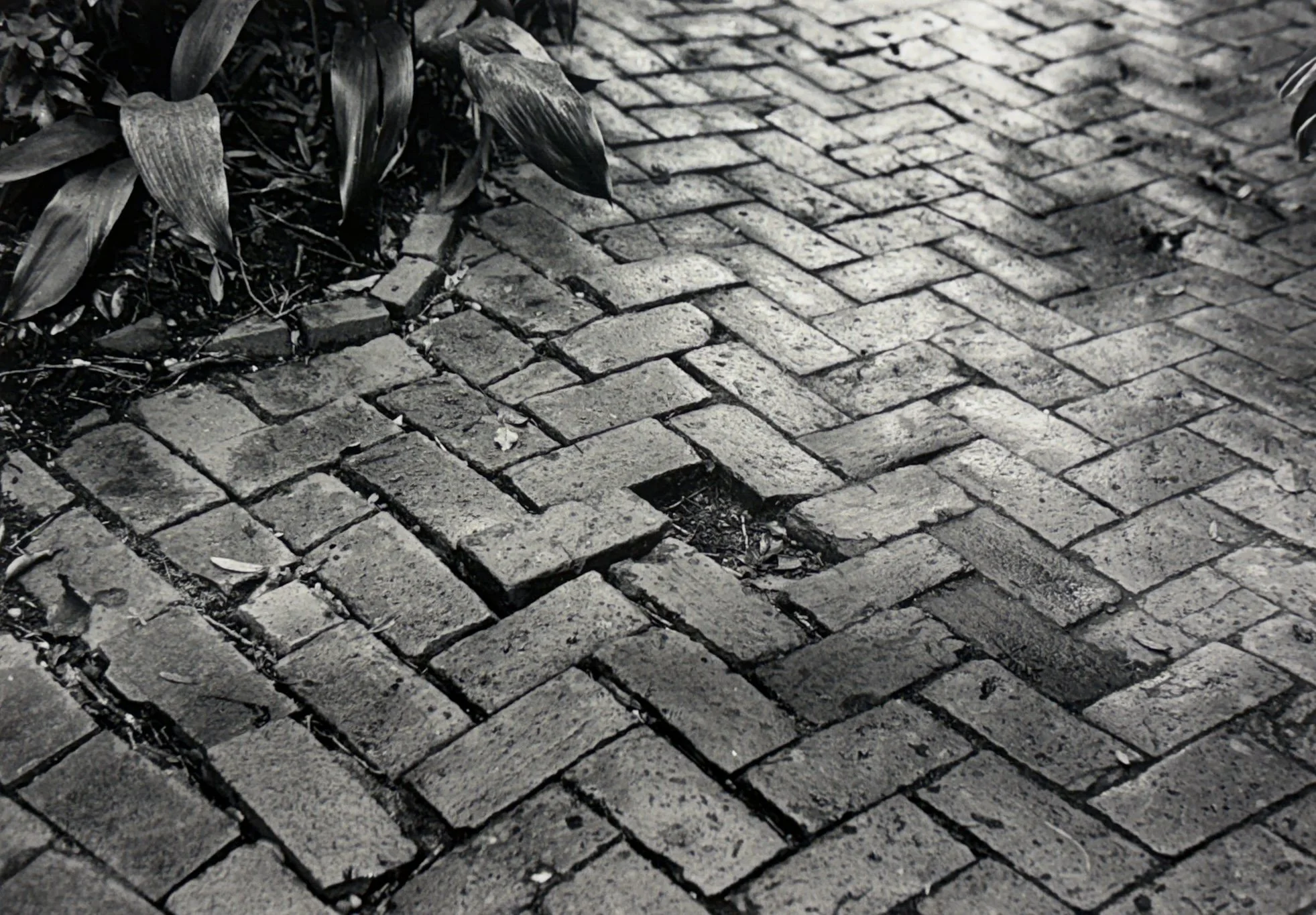 Black and white photo of a brick sidewalk with some plants on the side.