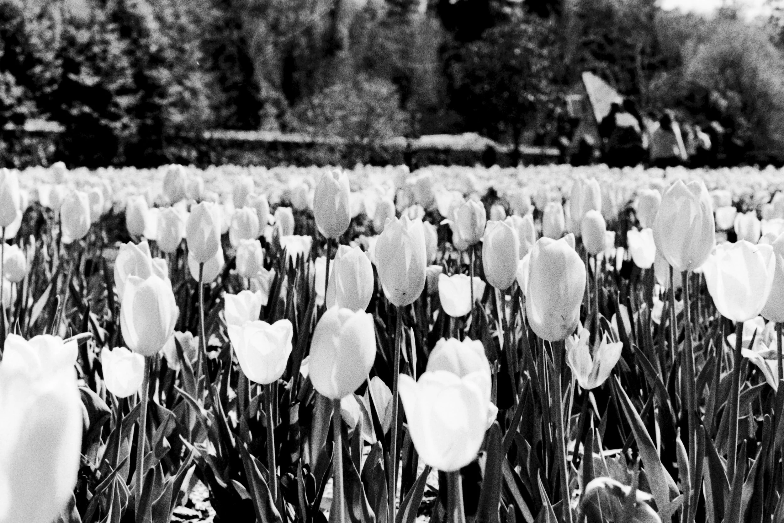 Black and white photograph of a field of tulips with trees and houses in the background.